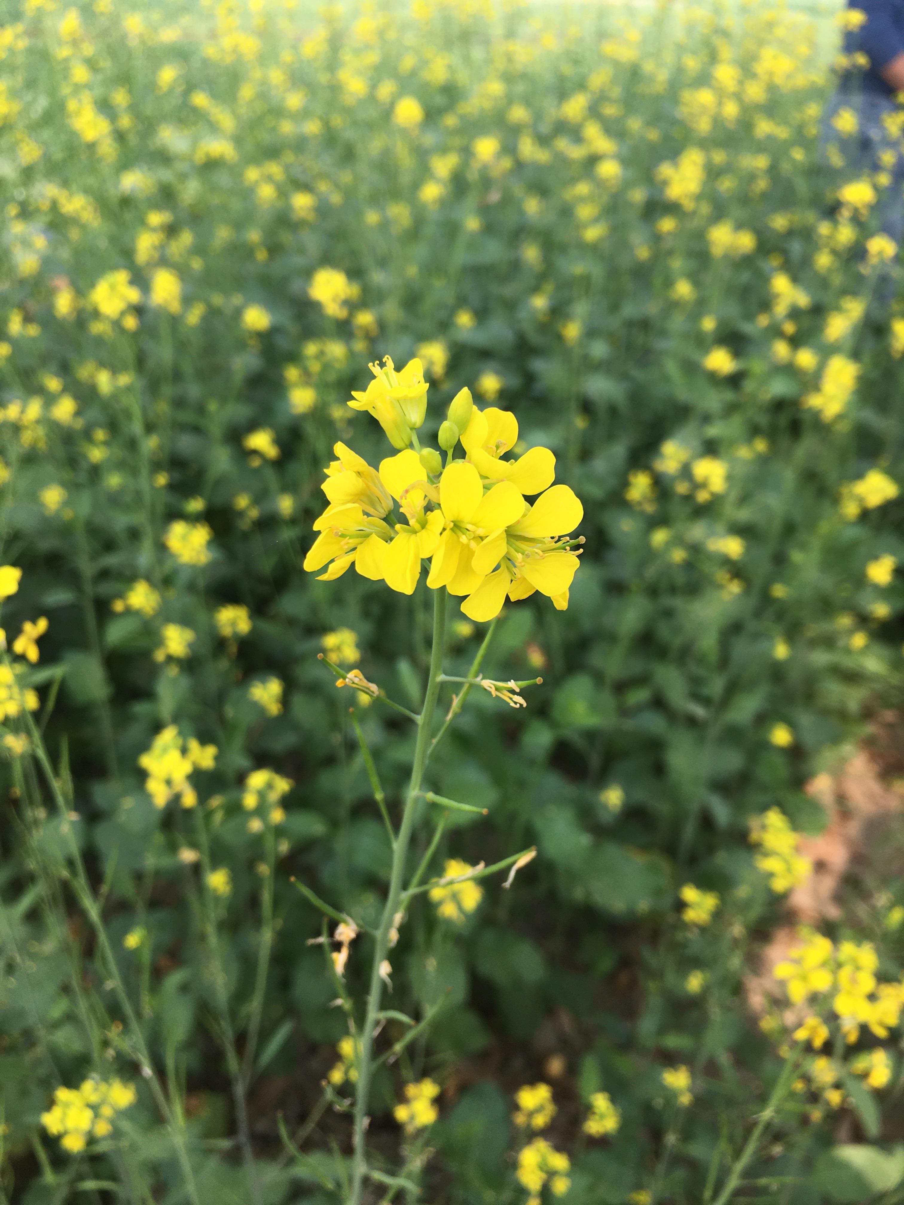 Mustard Fields 🥰 r/pics