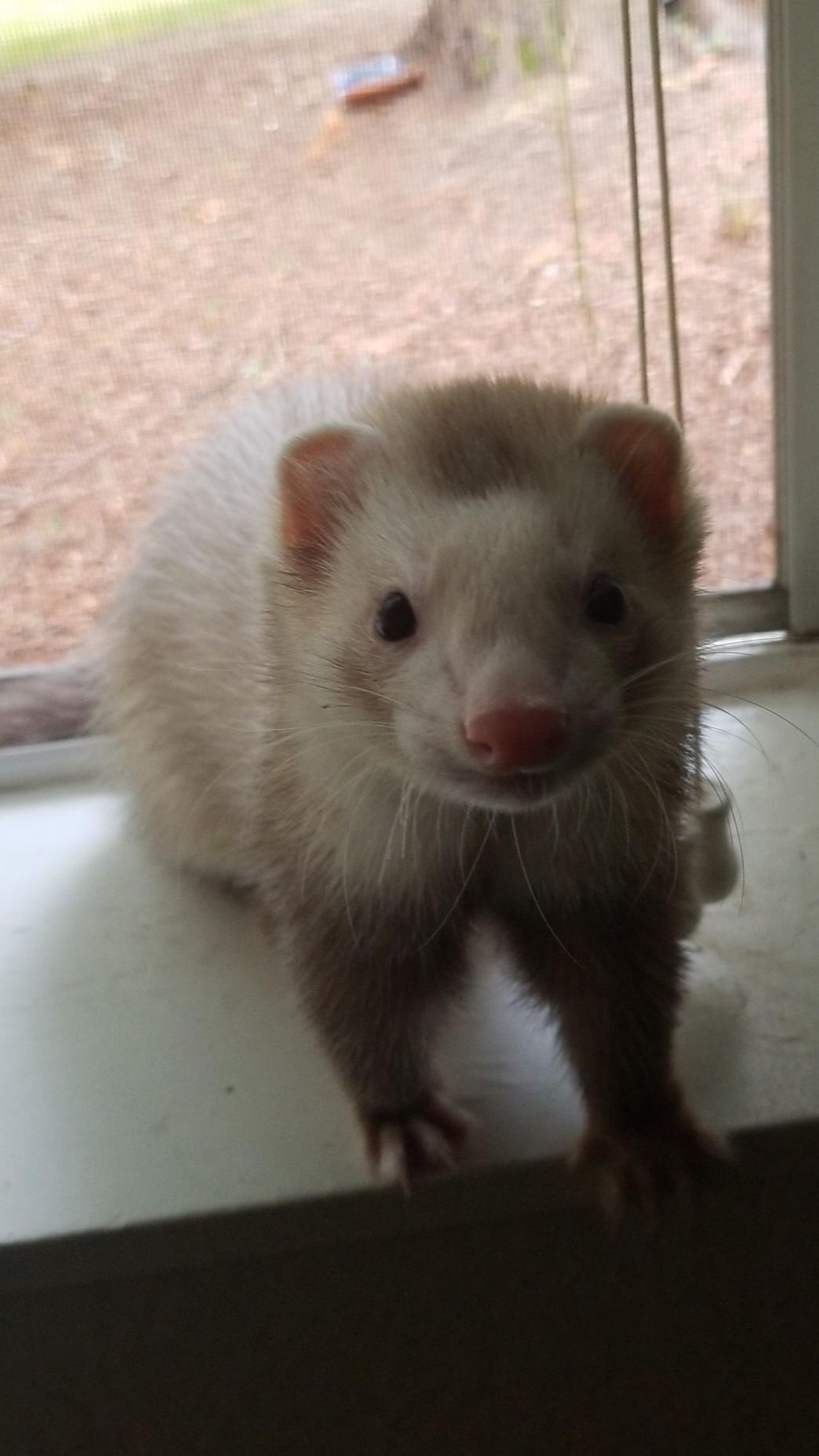 He has the cutest dookin face >w