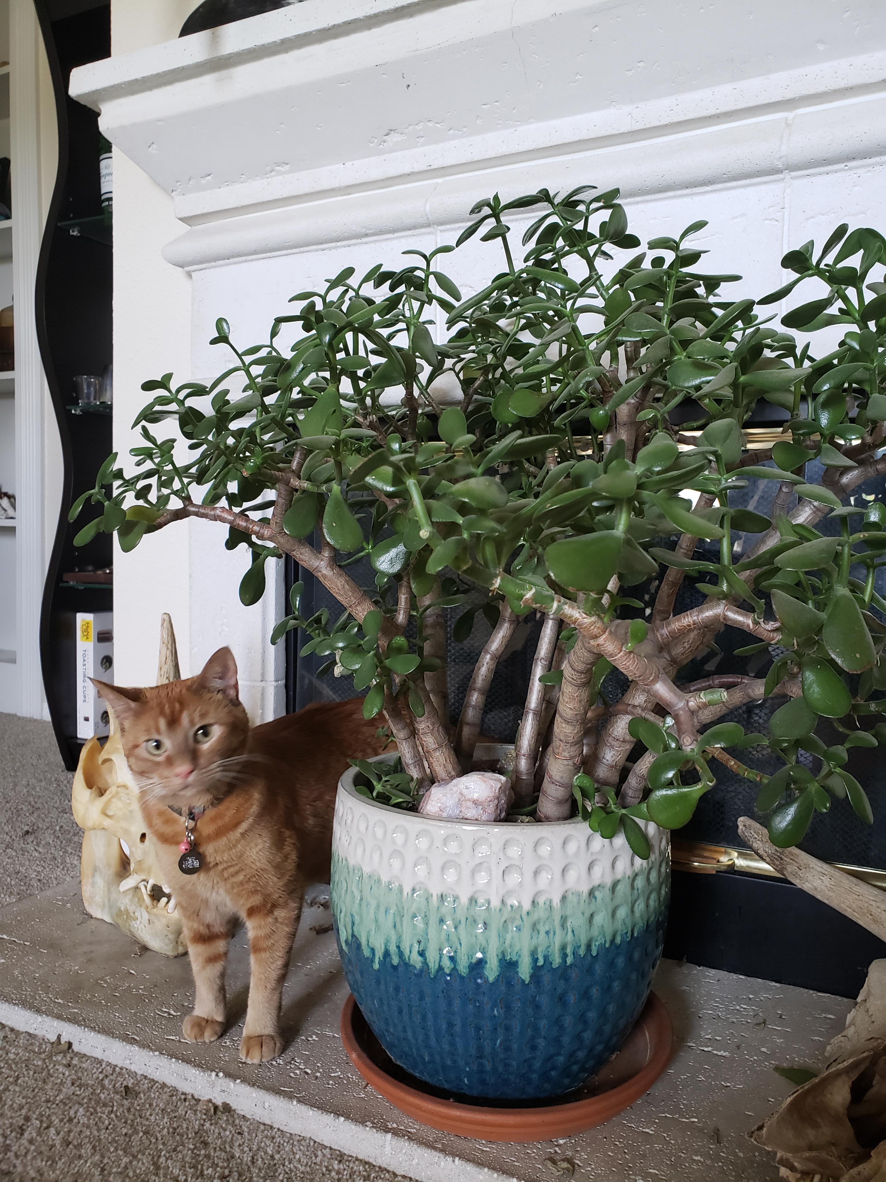 My Jade Plant Cat for Scale r/plants