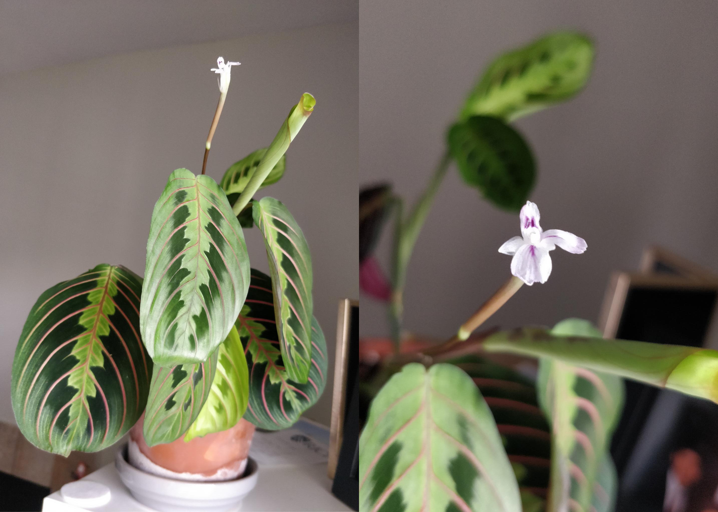 My maranta prayer plant is flowering! r/houseplants