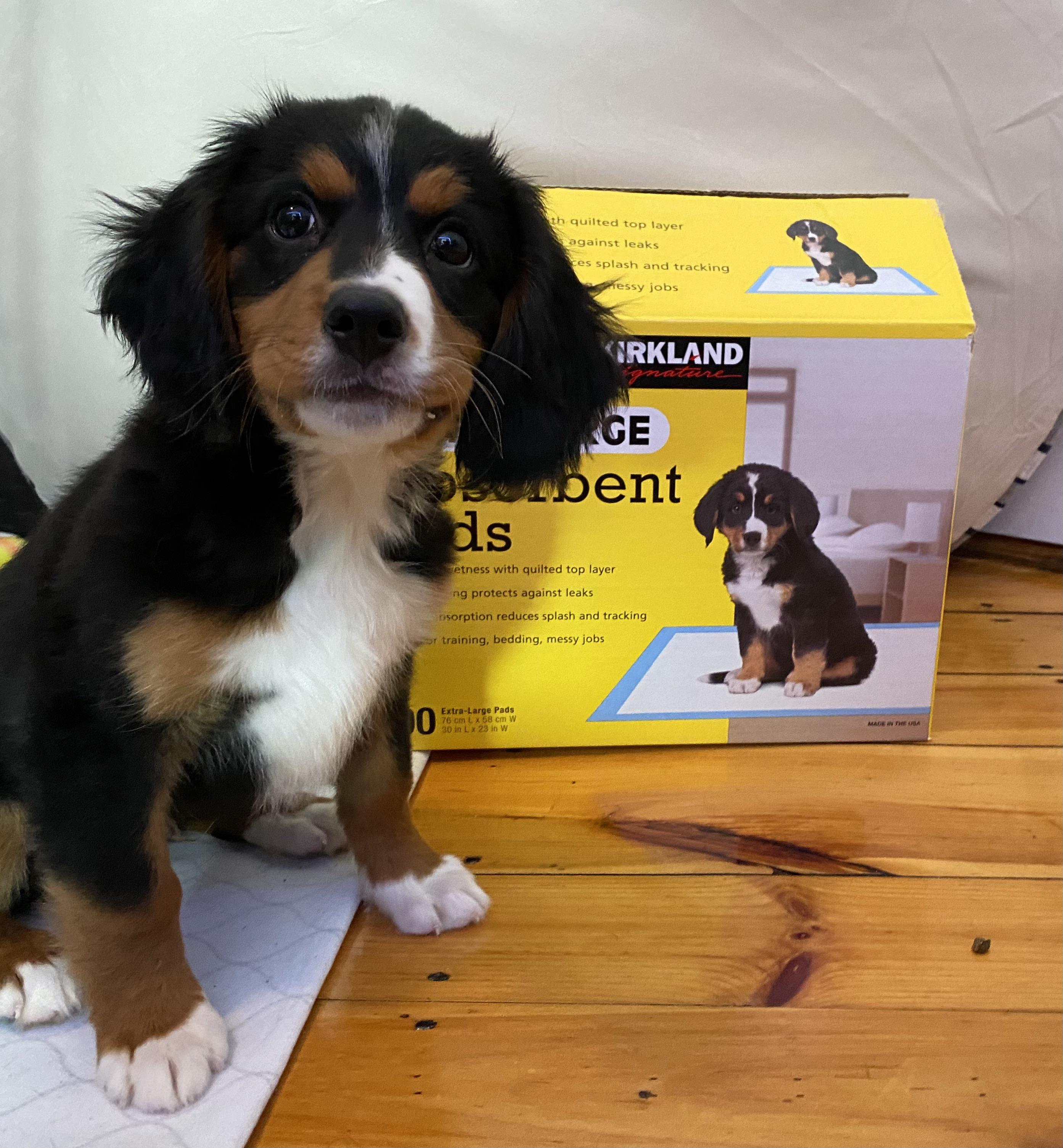 Too many times I walked past the puppy pads longing for that cute