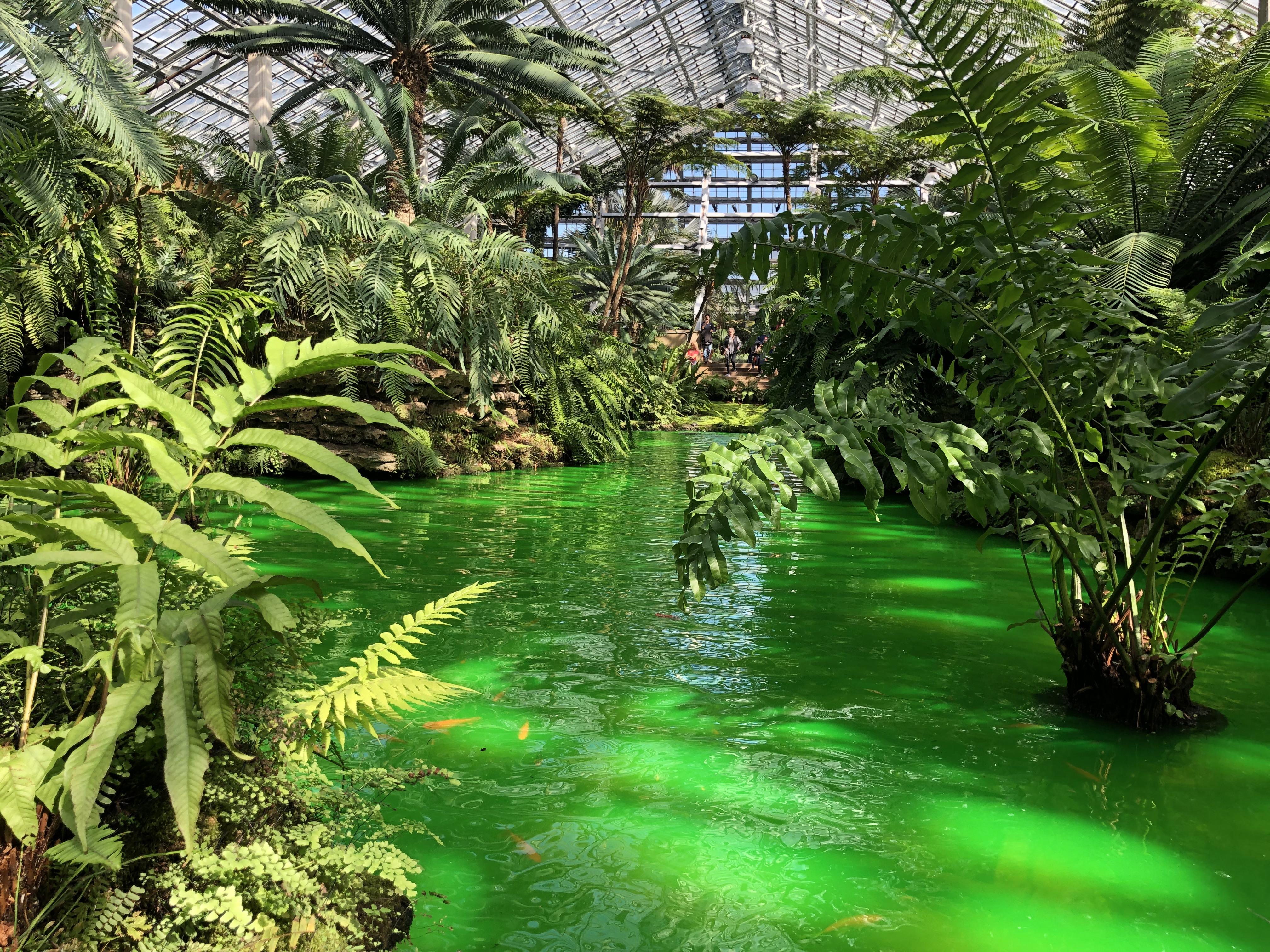 Even the pond at the Garfield Park Conservatory is dyed green r/chicago