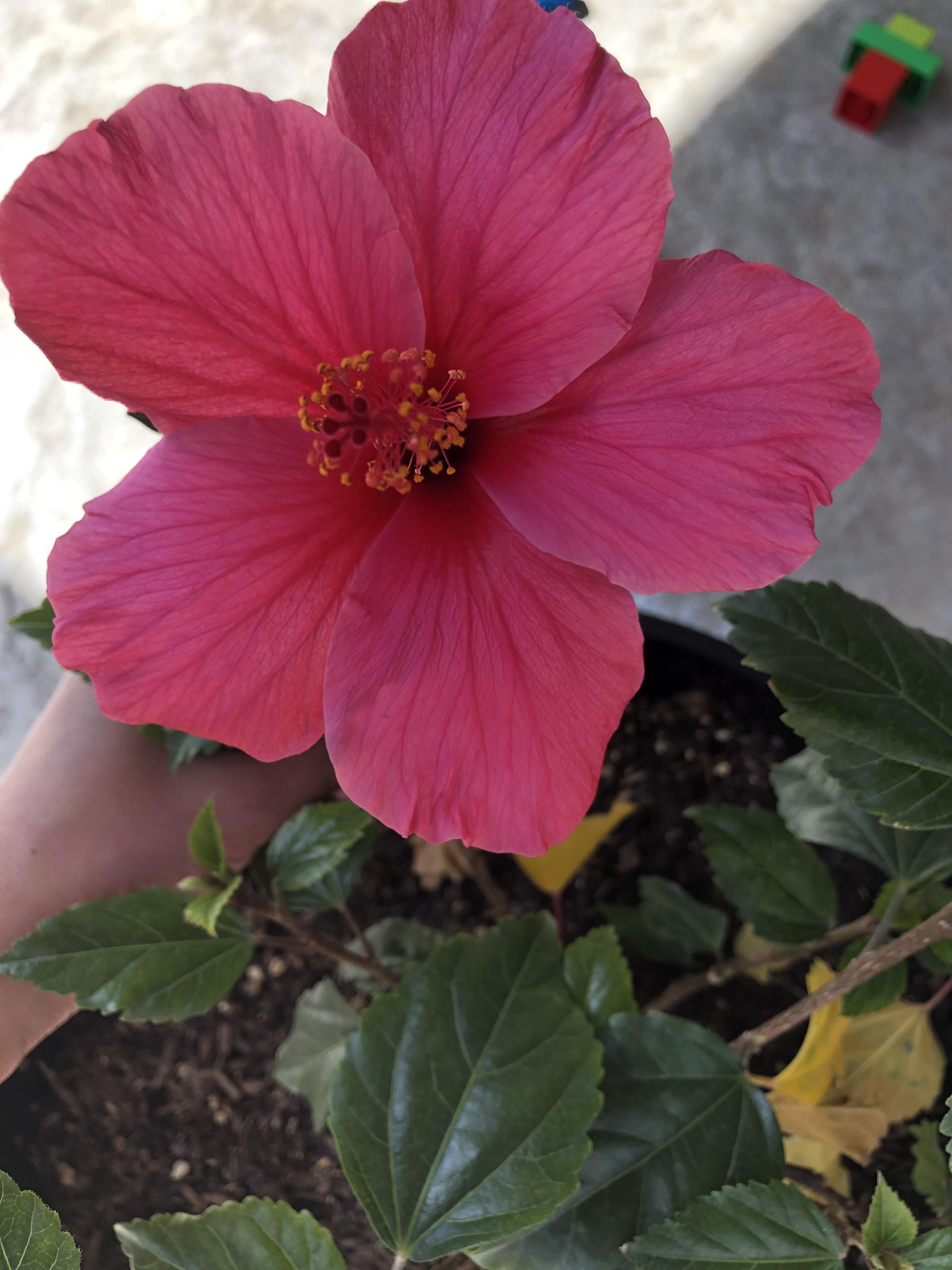 Finally got a bloom on my lipstick hibiscus 😻 r/gardening