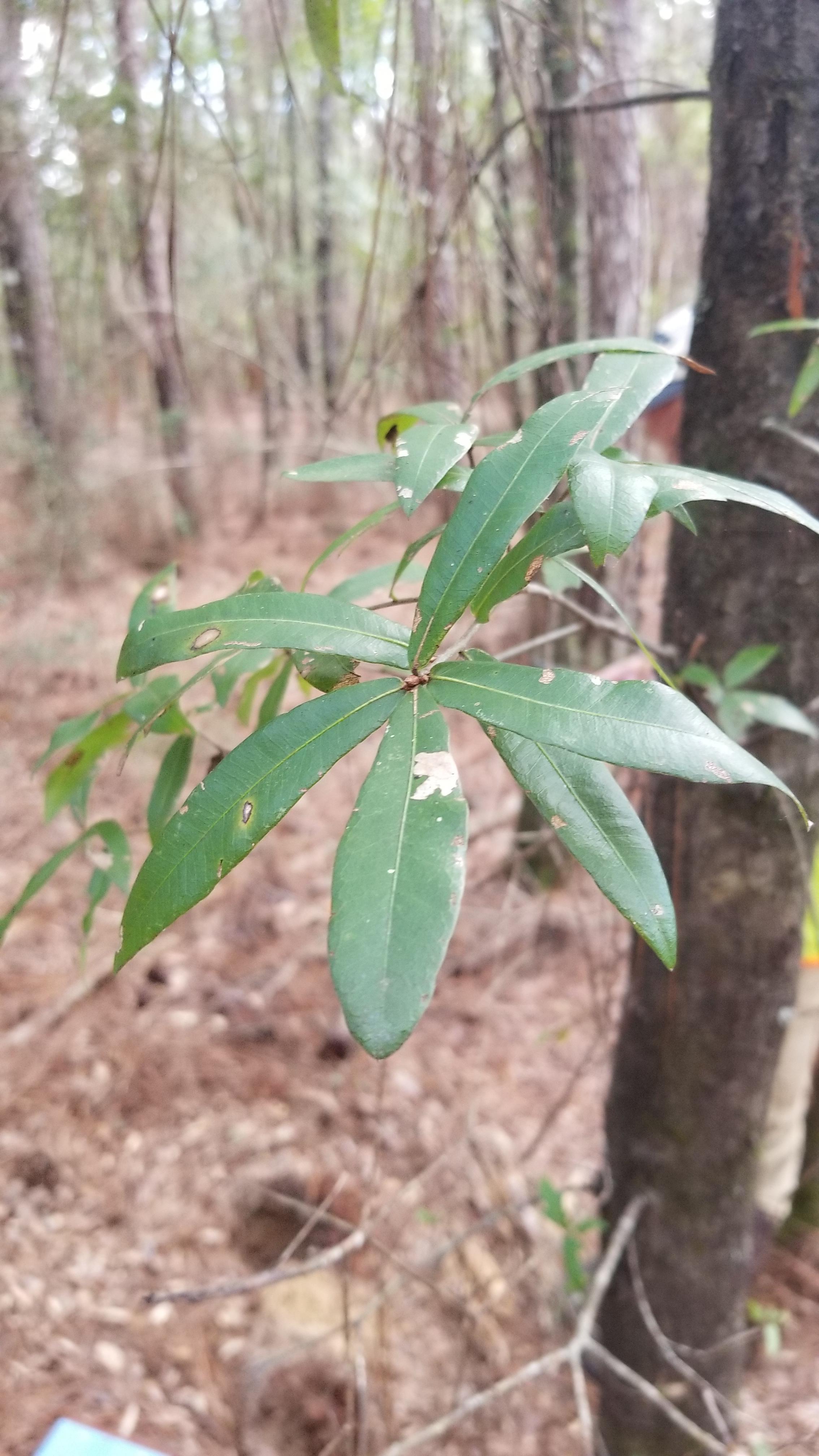 Florida panhandle. Upland sandy soils. Tree with no acorns, fruit, or
