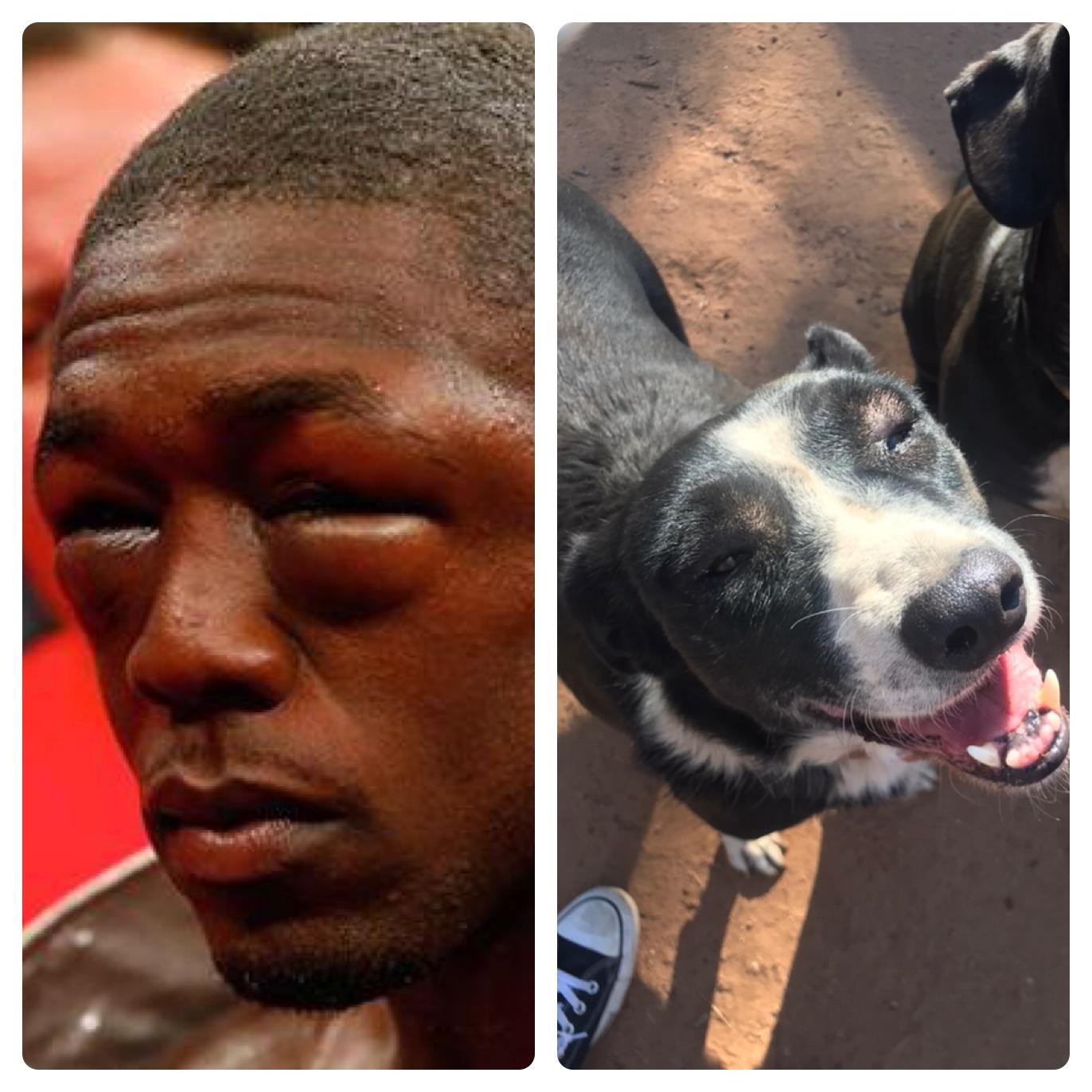 Are Dogs Allergic To Christmas Trees My dog had an allergic reaction to the trees being chipped today and