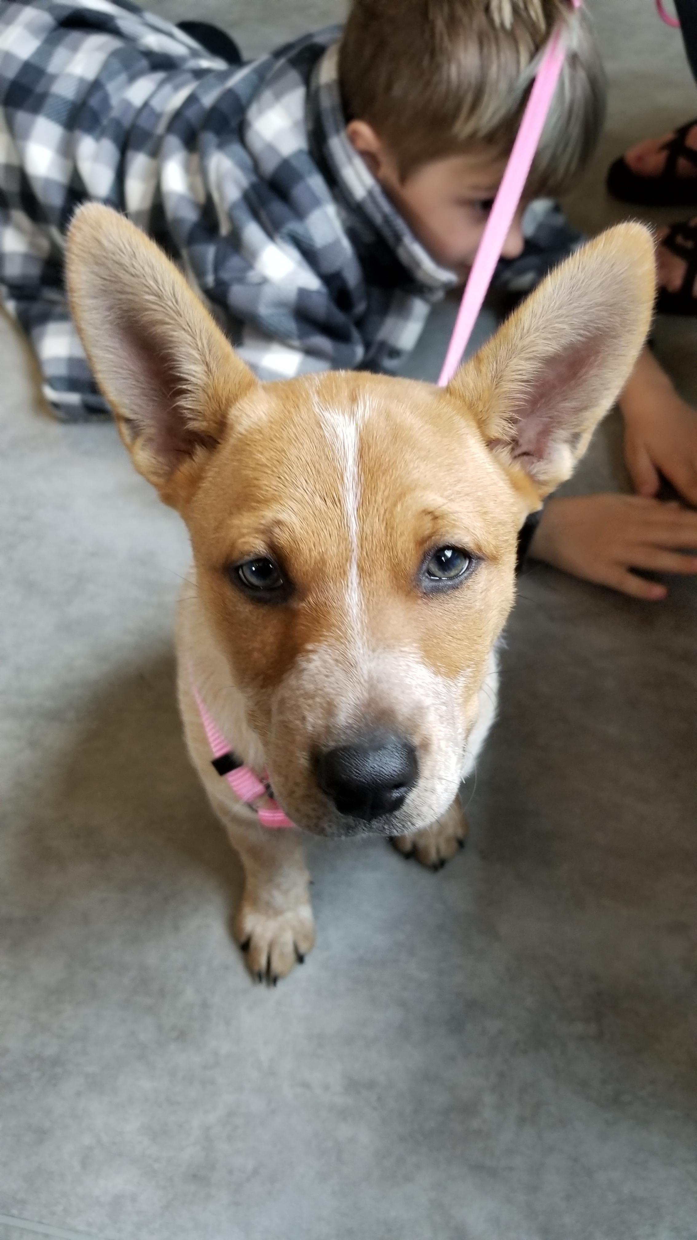 12 week old Rosie the Red Heeler AustralianCattleDog
