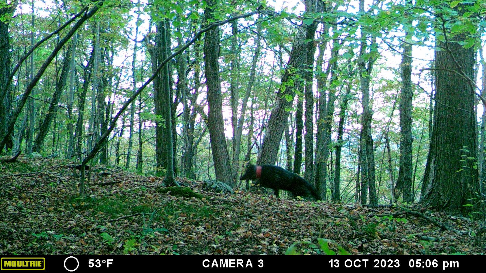 Wolf in Hudson Valley NY r/Hunting