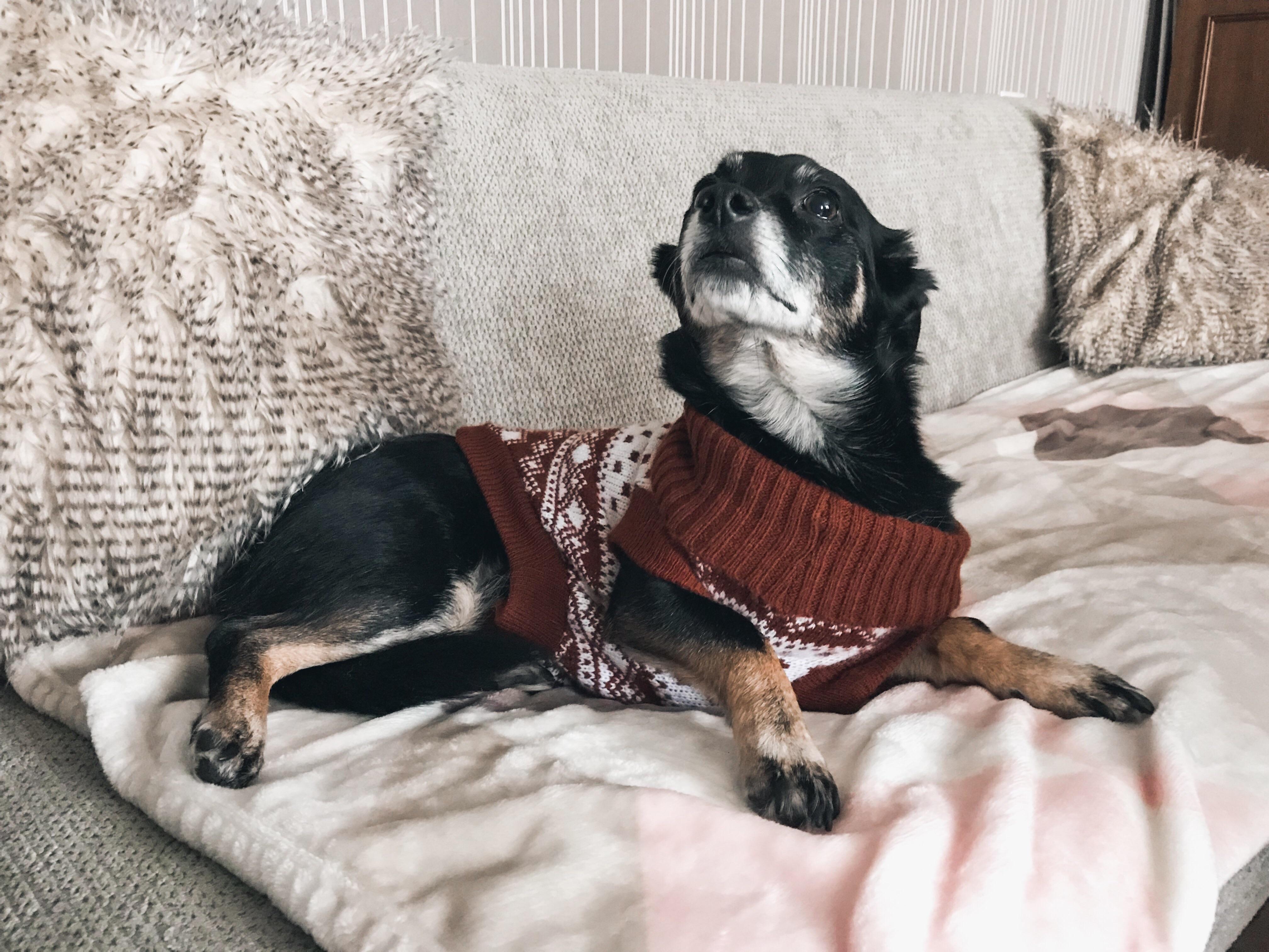 She hates that sweater but she looks so adorable in it r/lookatmydog