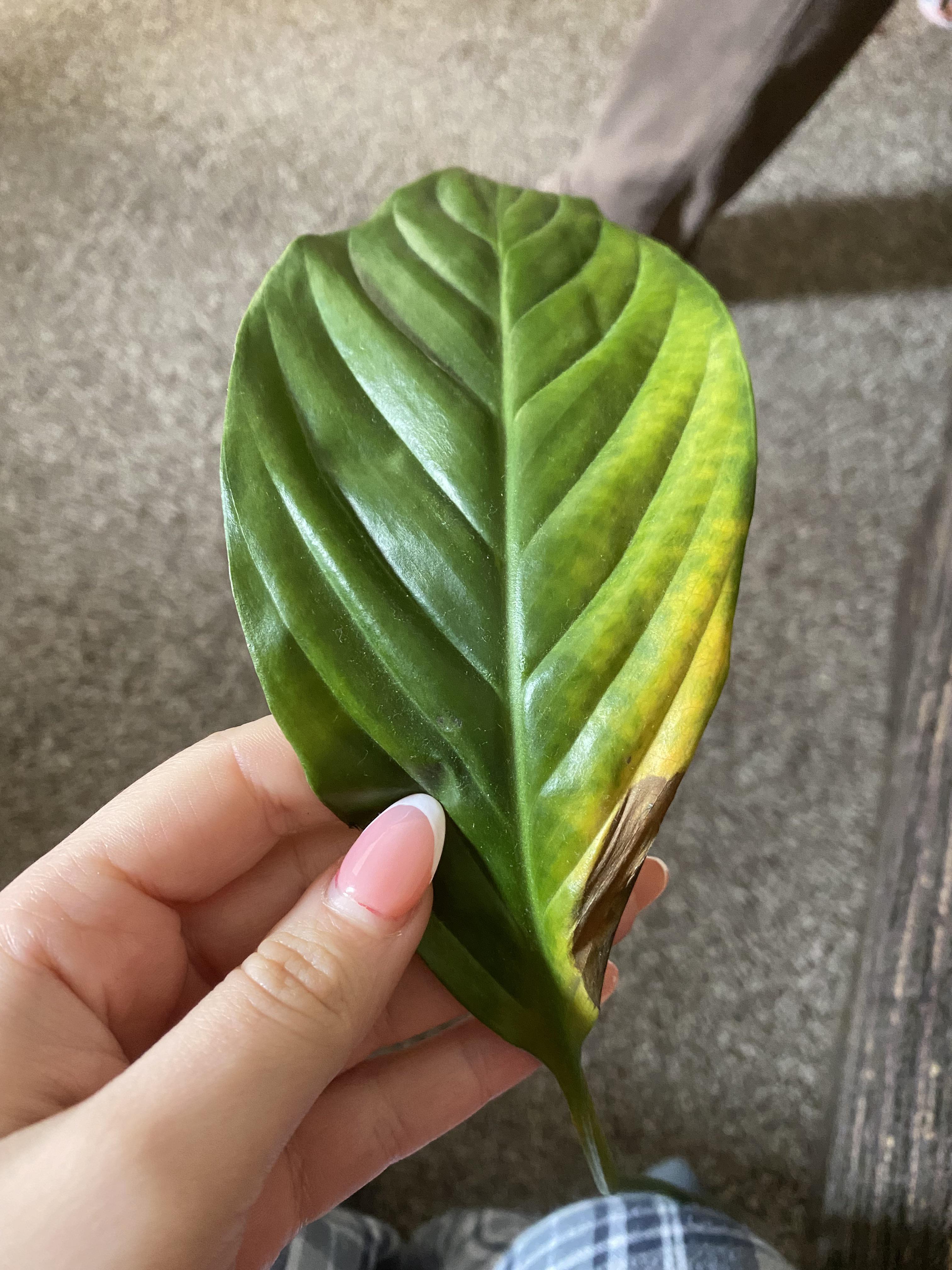 My peace lily keeps growing these leaf’s? with black spots plantclinic