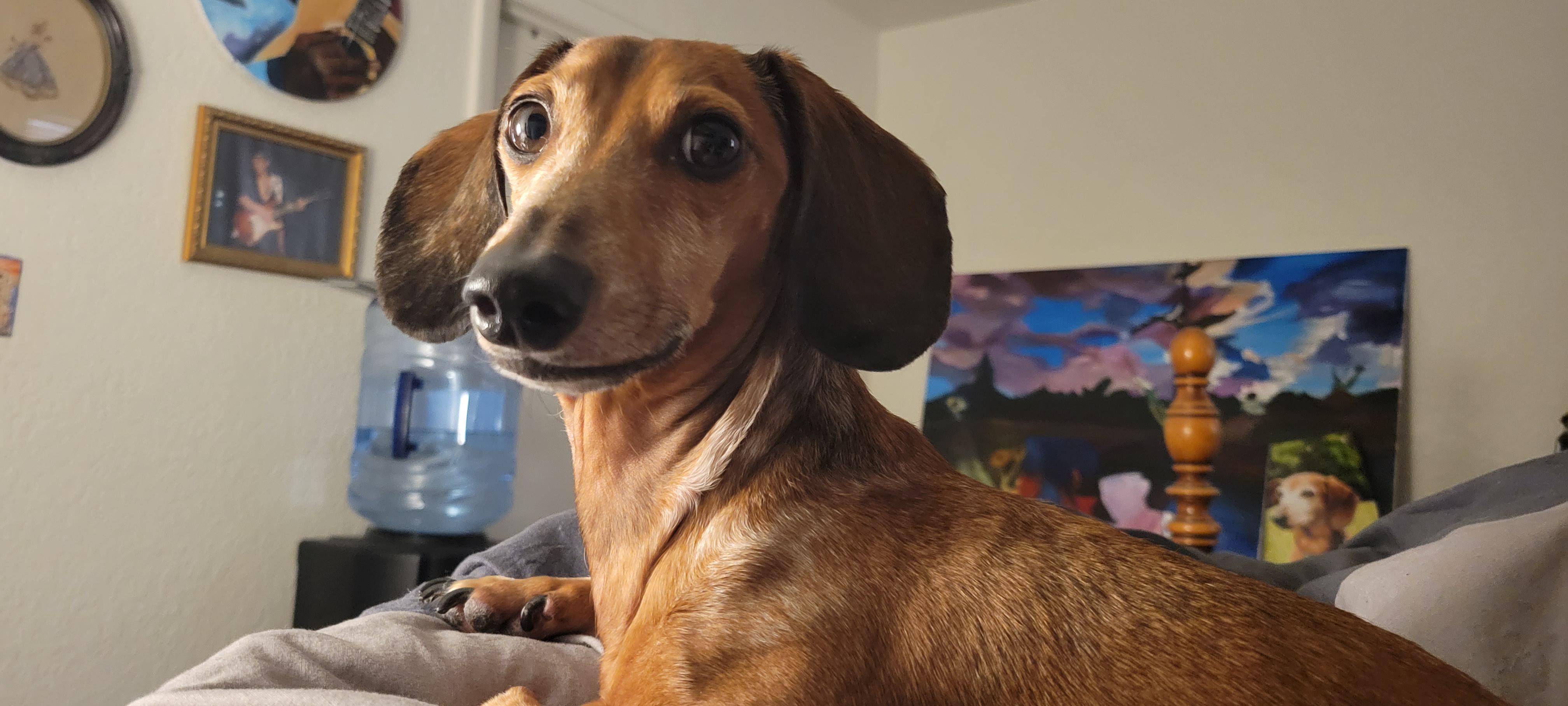 Otis is basically perfect. r/Dachshund