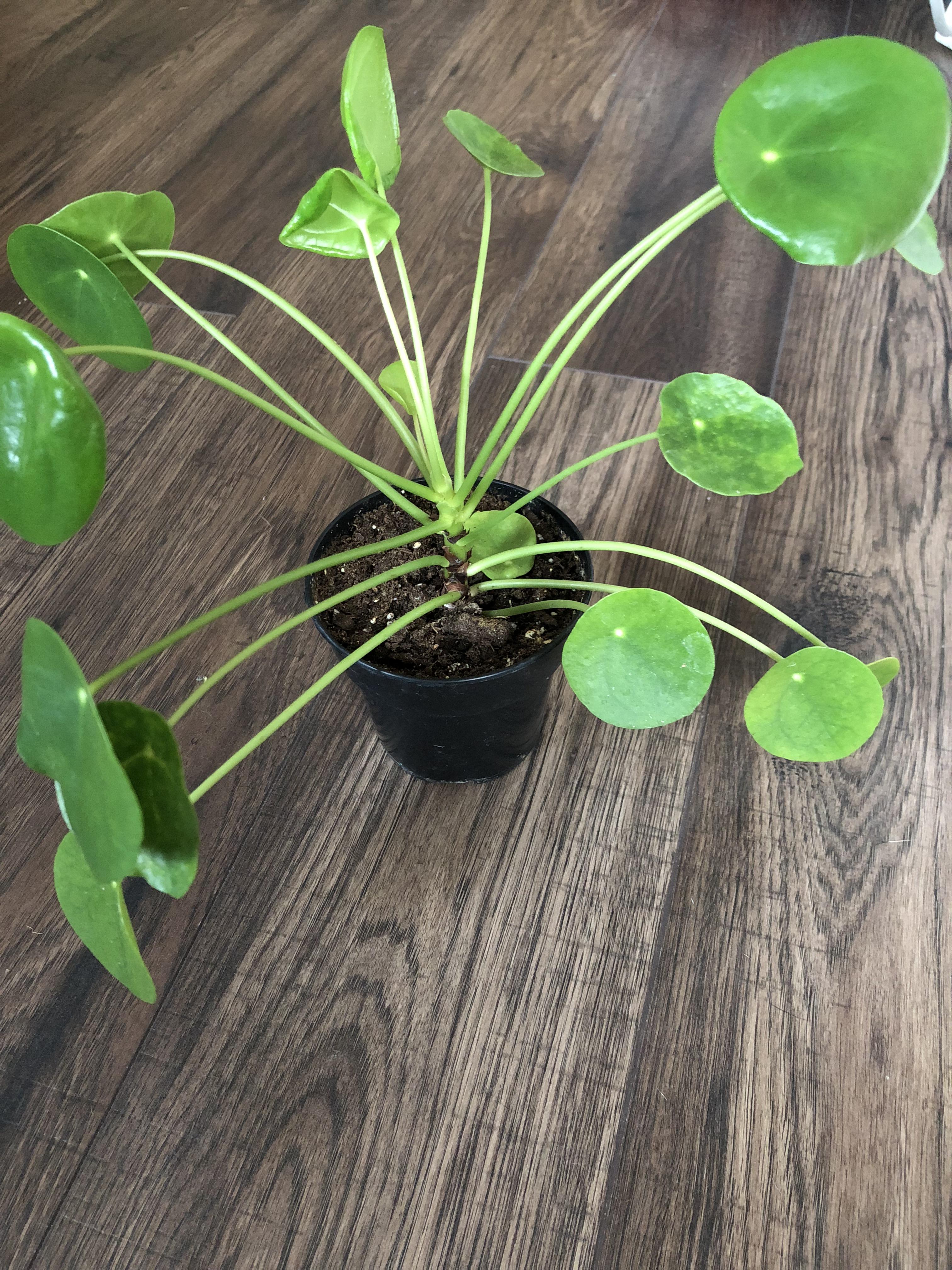 Why are my peperomia leaves drooping and curling inwards? 😞🤔 r