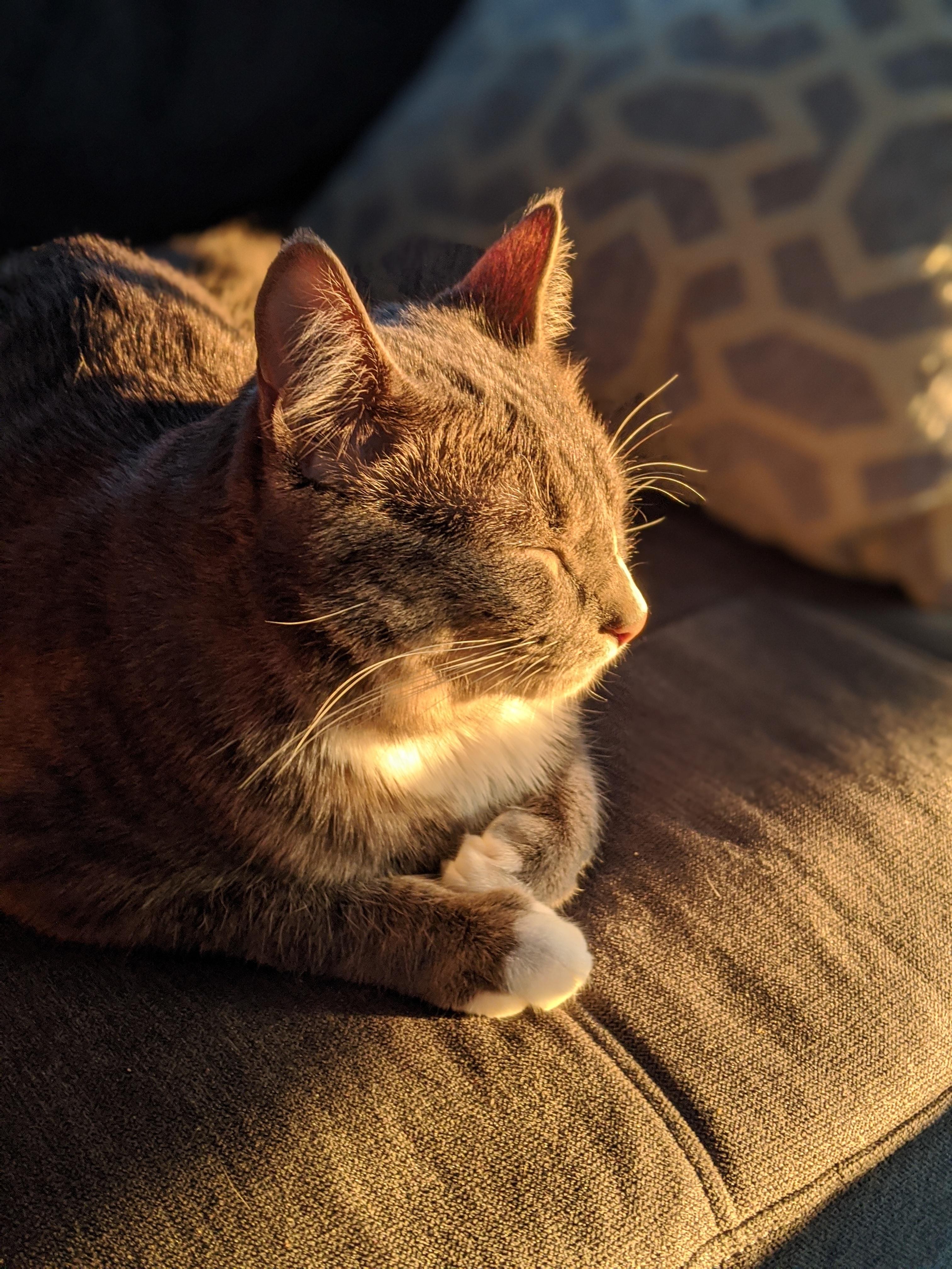Just a cat enjoying the sun. r/pics