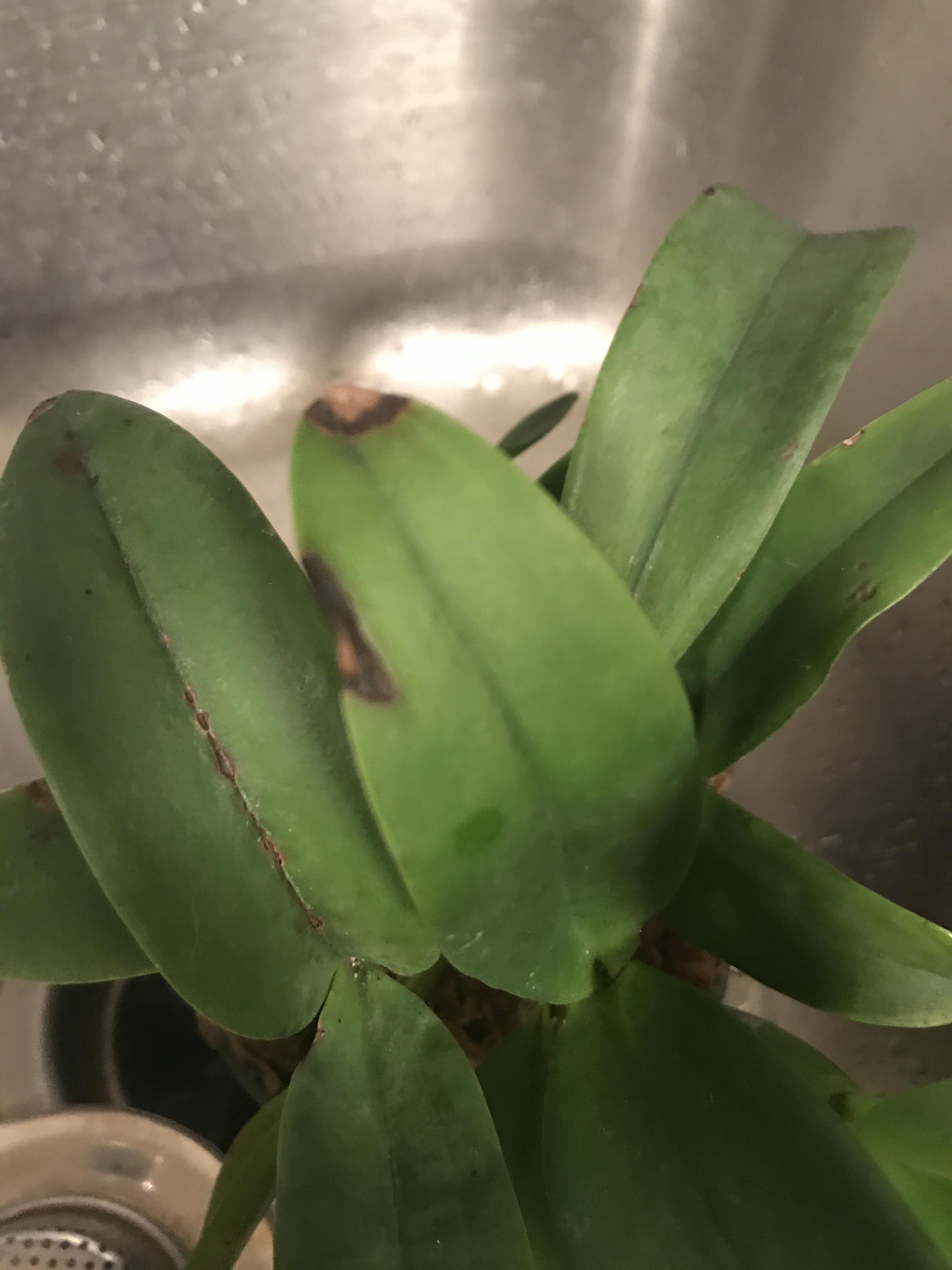 Cattleya leaf sunburn or something else? r/orchids