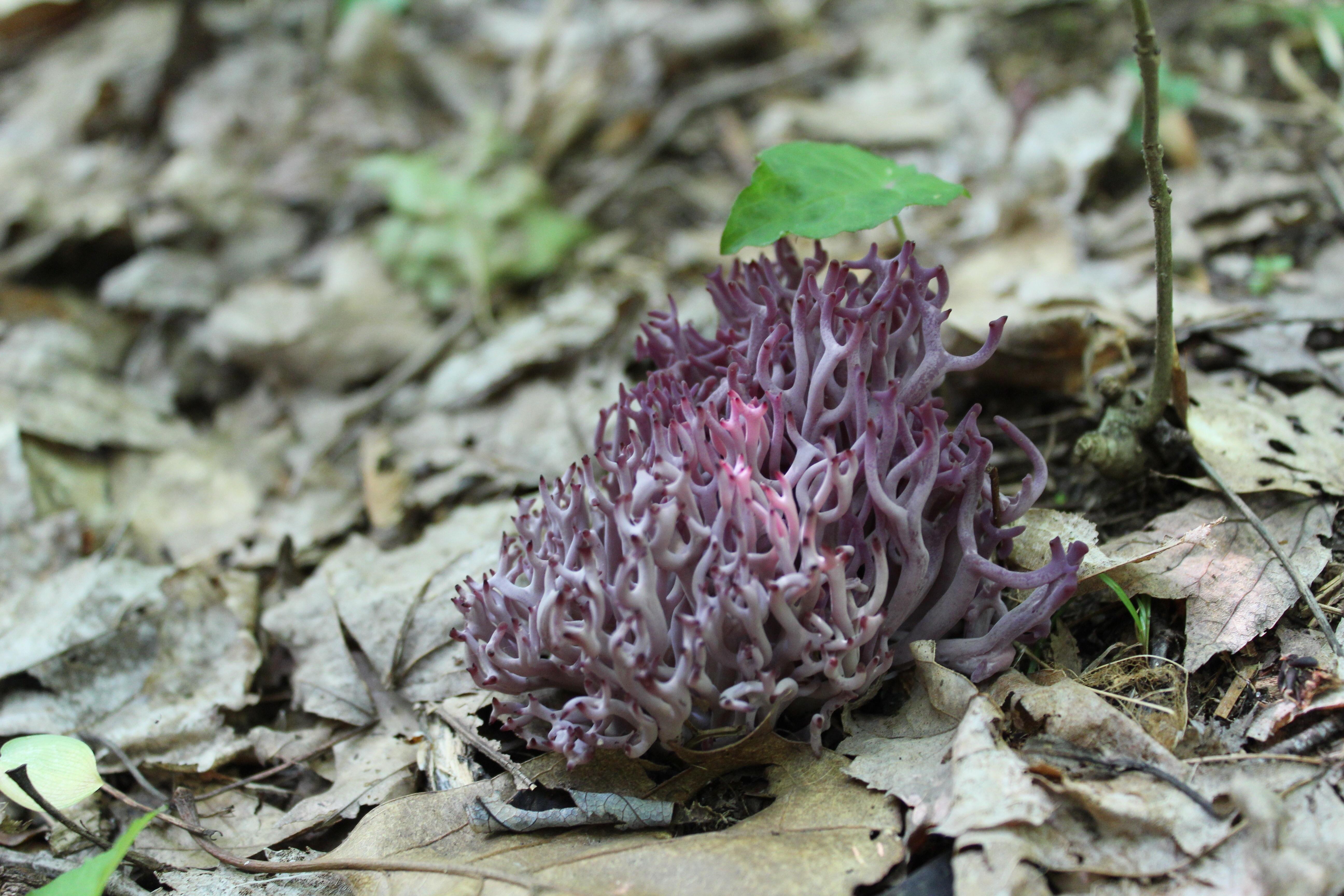 Purple mushrooms emerging from the swampy forest floor. Some sort of