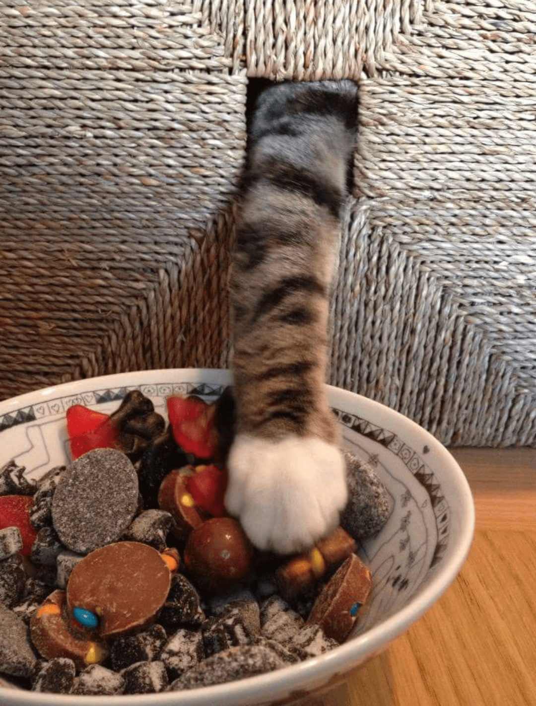 My sister's cat stealing candy! r/aww