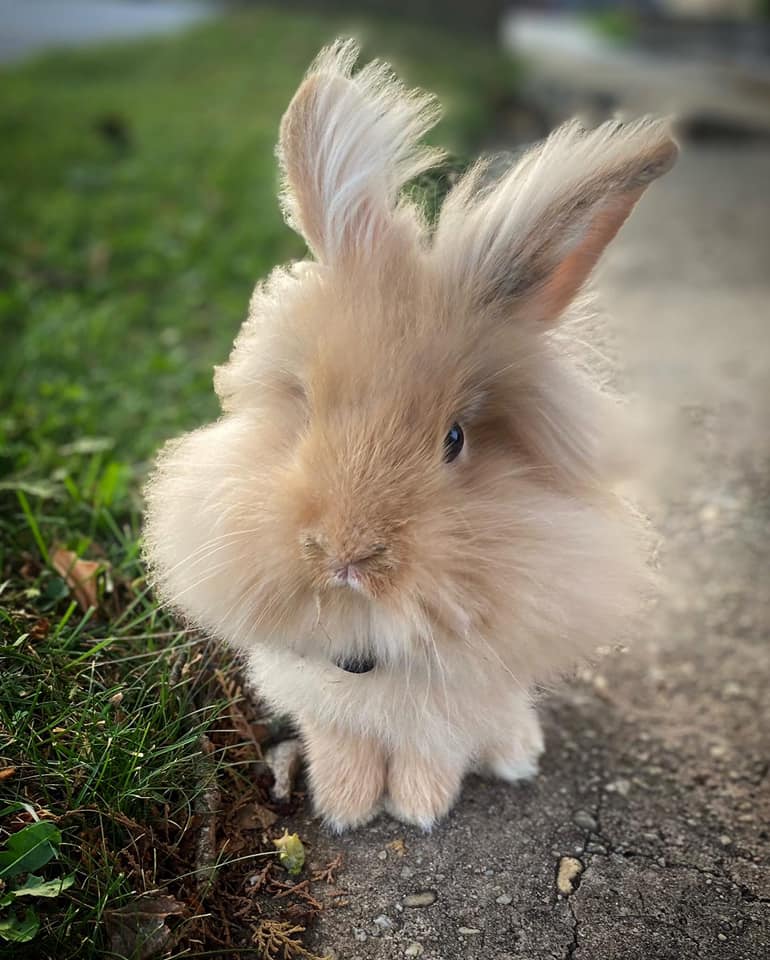 Litter Training He stopped going in his box! r/Rabbits