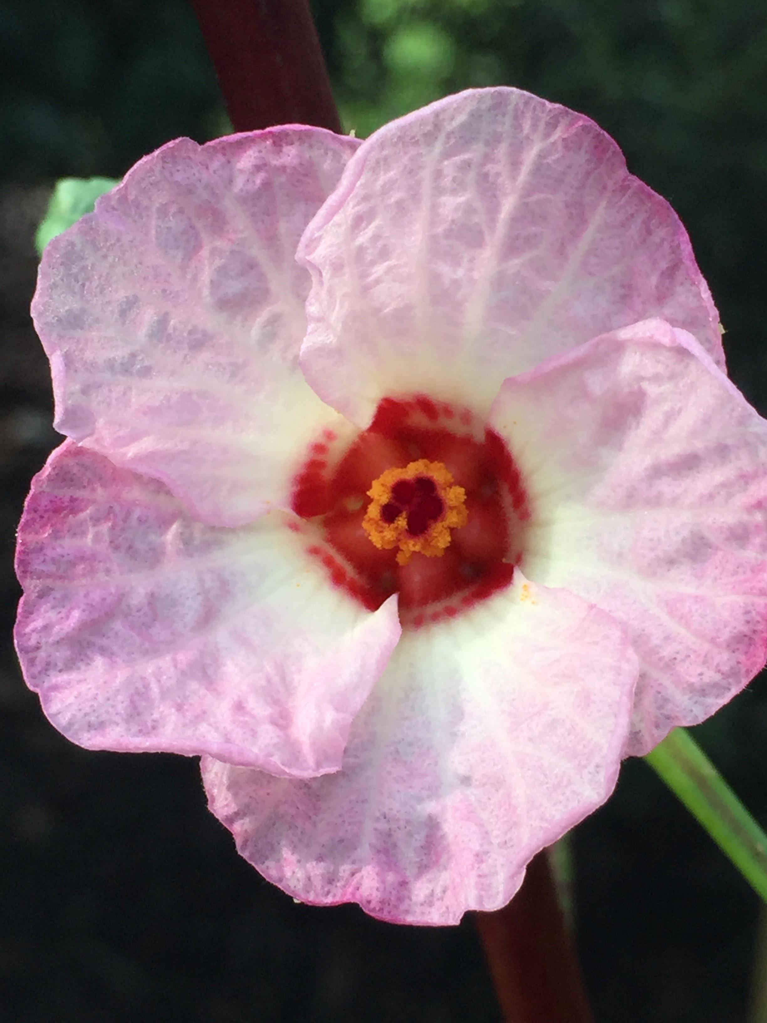 Roselle flower (Hibiscus sabdariffa). r/gardening
