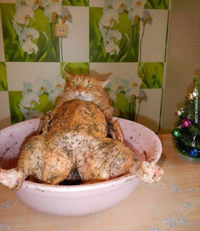 This provocative cat... r/funny