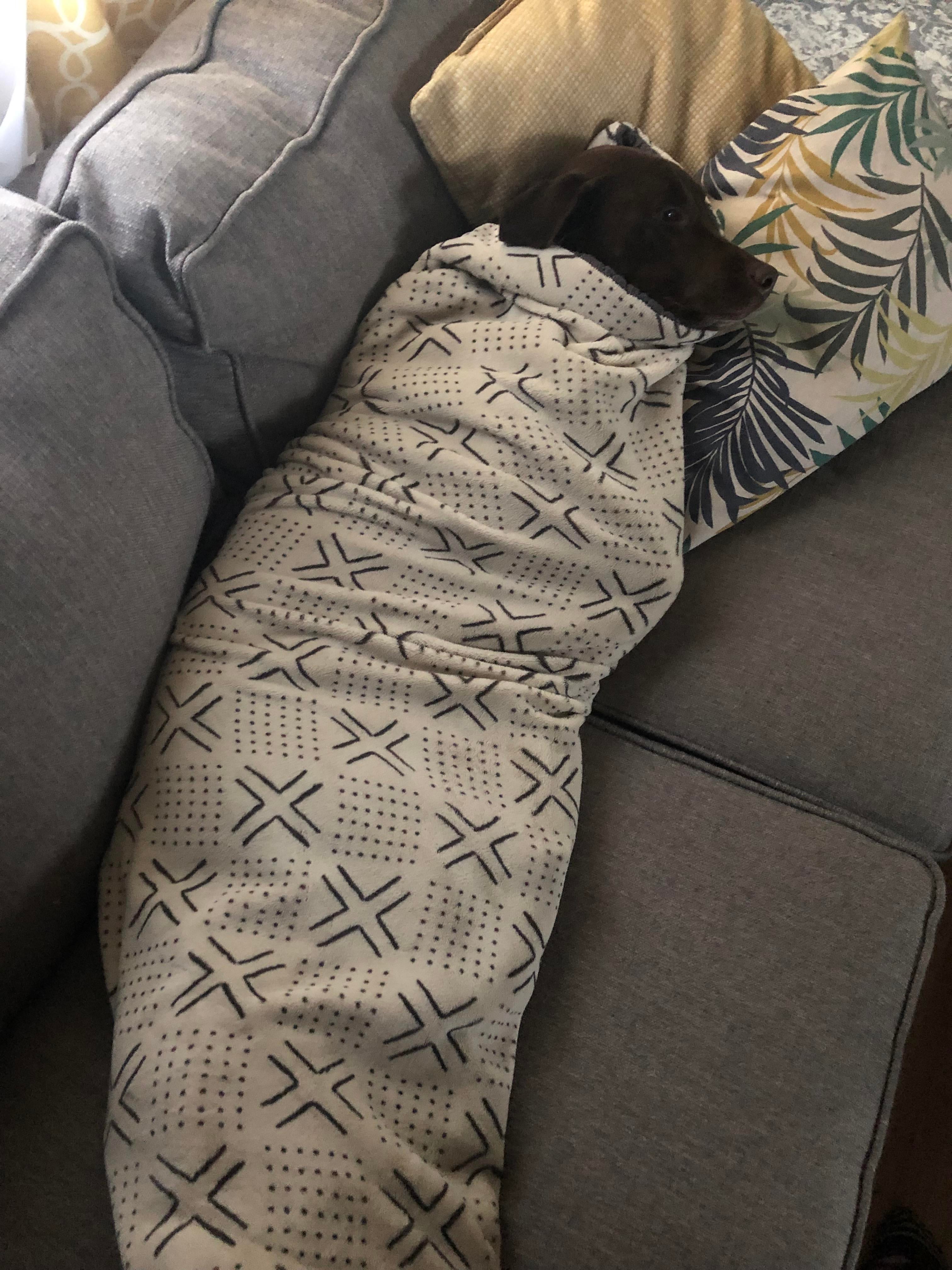 Dog burrito r/imawasteoftime