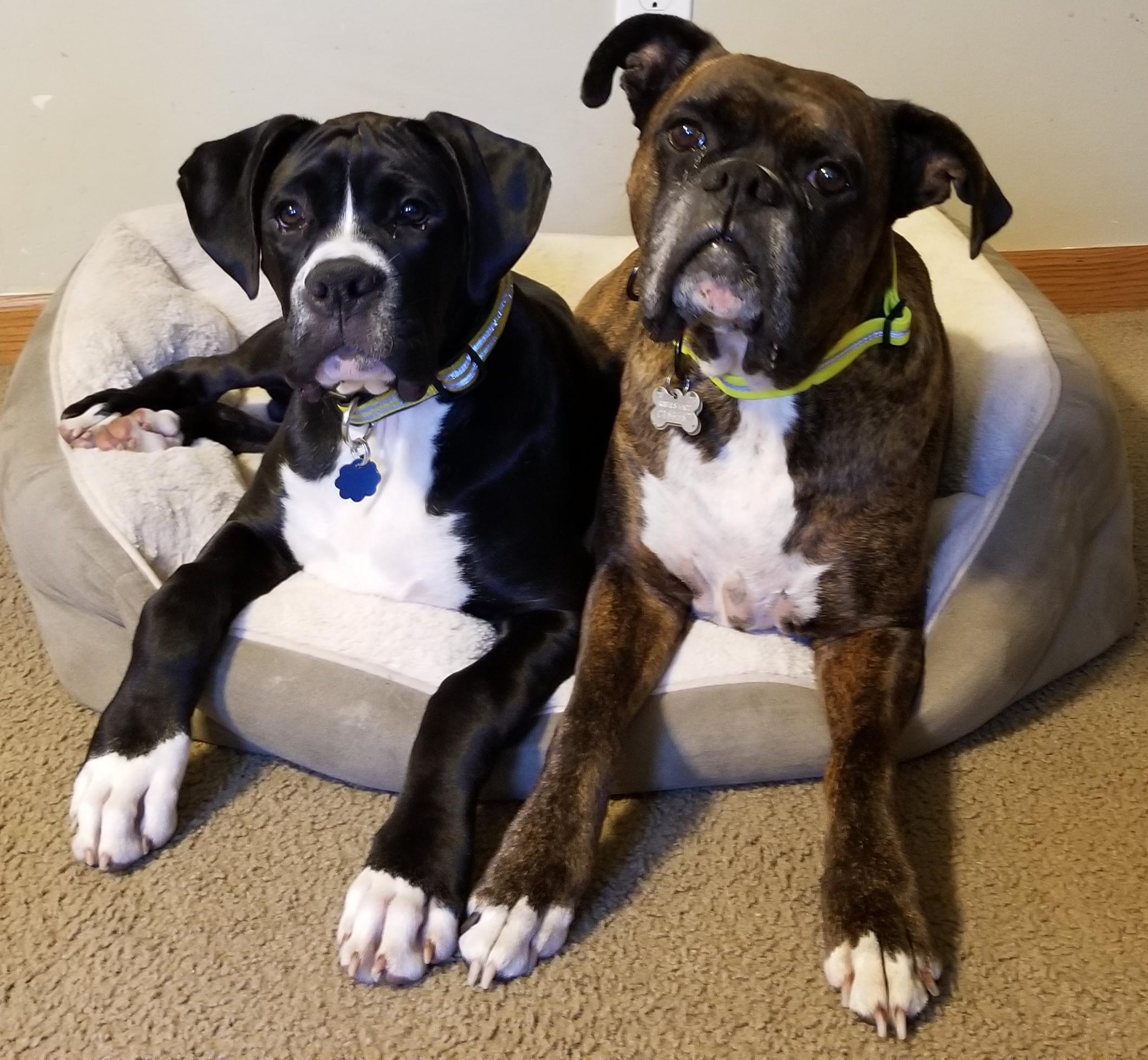 Our boxer, Brolly just turned 4 months old and weighs 45 lbs. He's