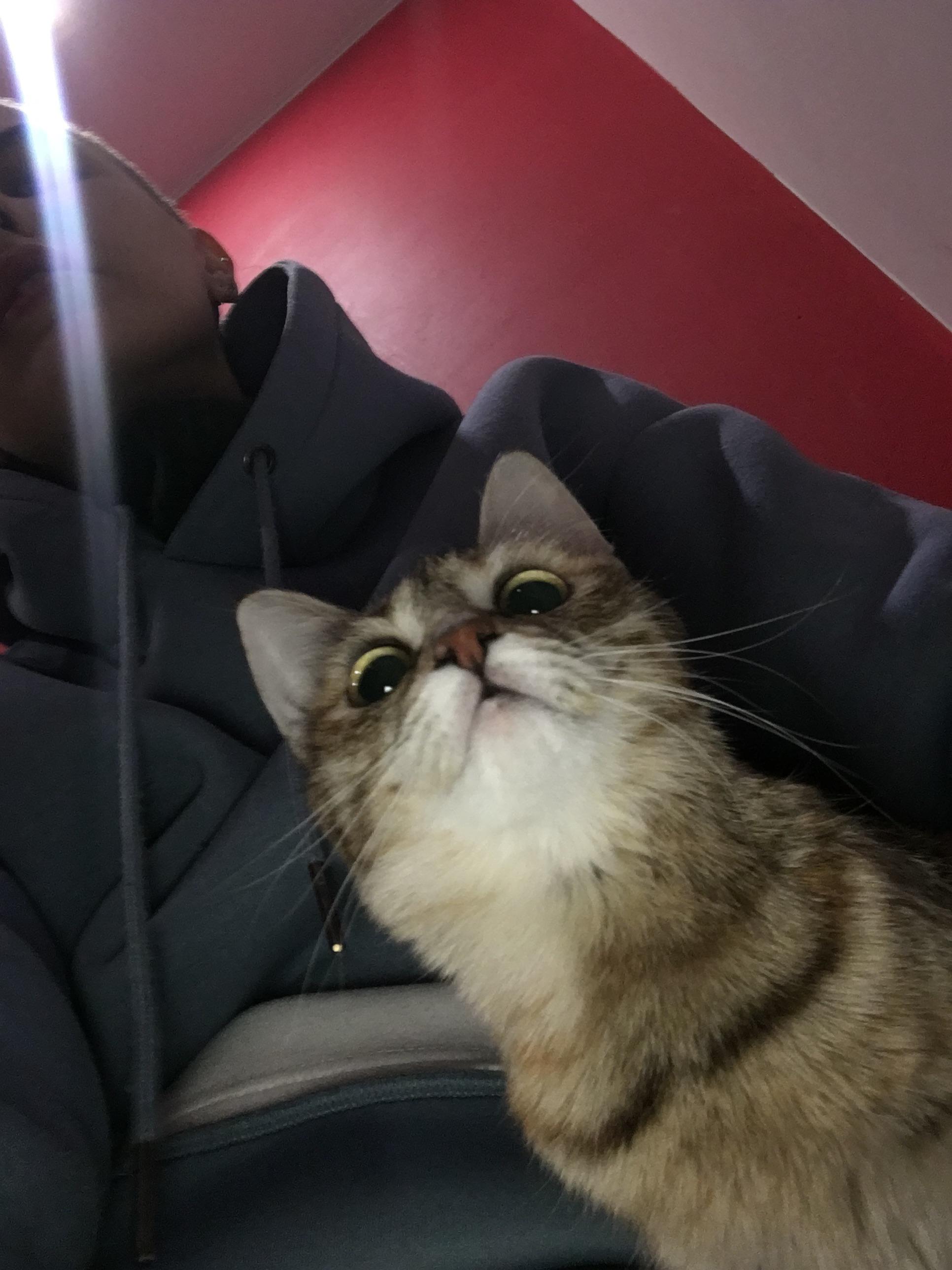 It’s girl or boy cat?) 🐈 so cute r/cat