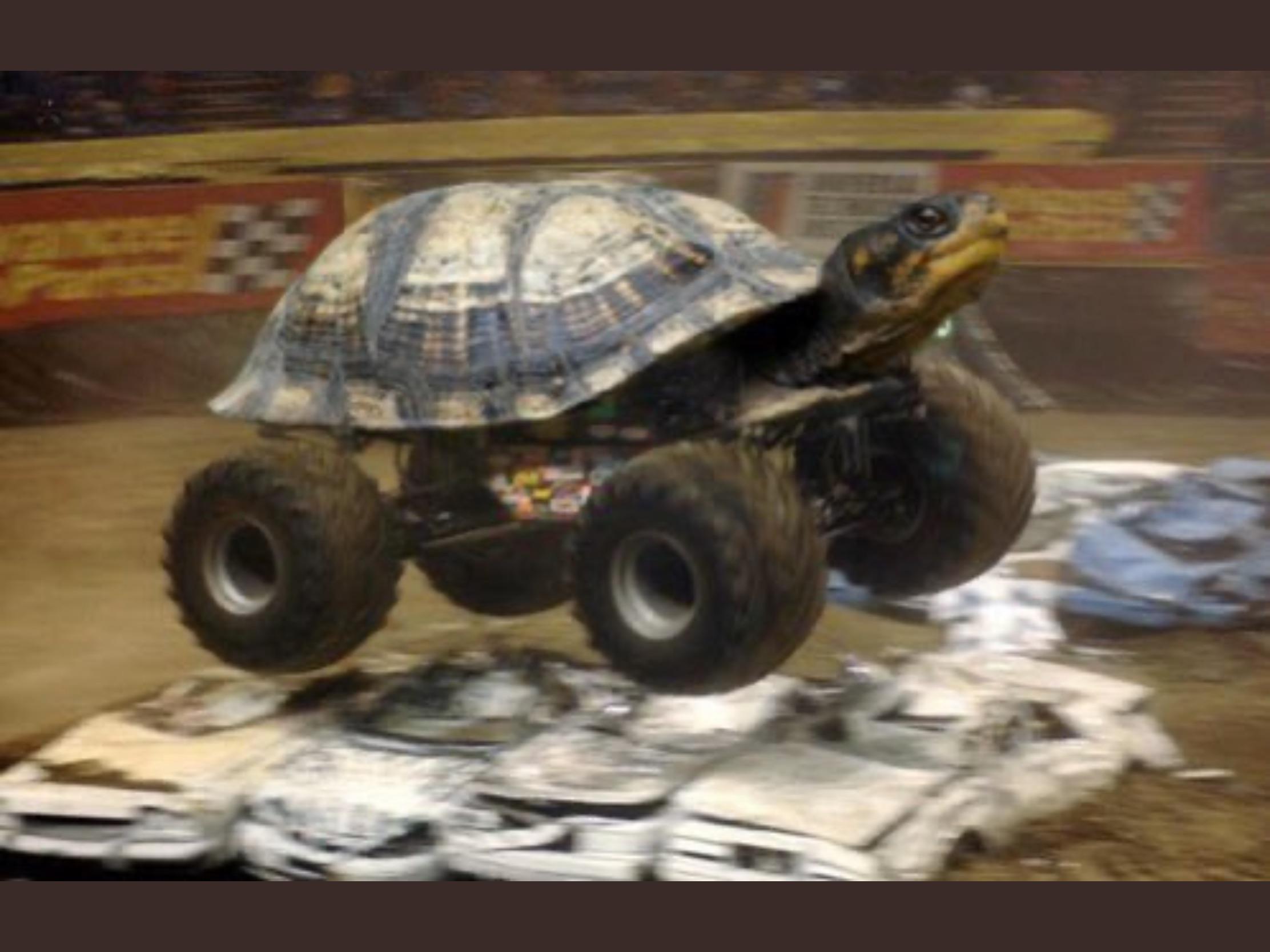 Speed Turtle, companion. +50 speed, +30 charisma. Gives user 30