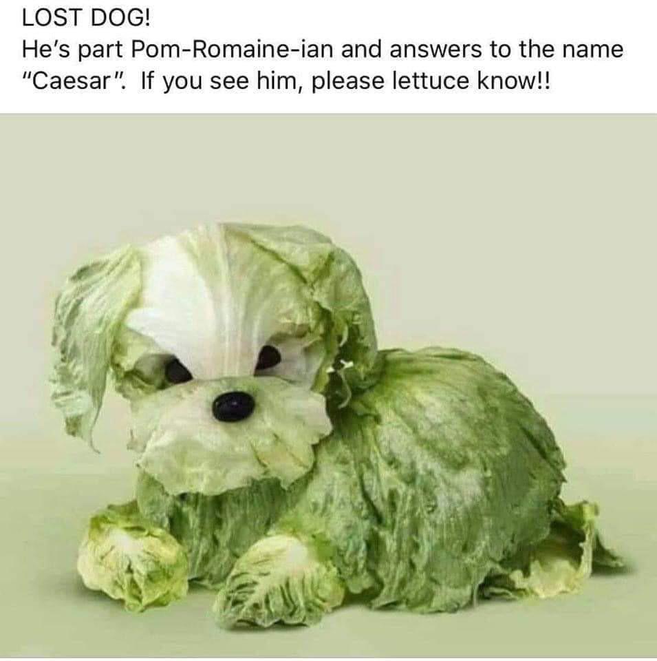 Lettuce know if you find our dog r/puns