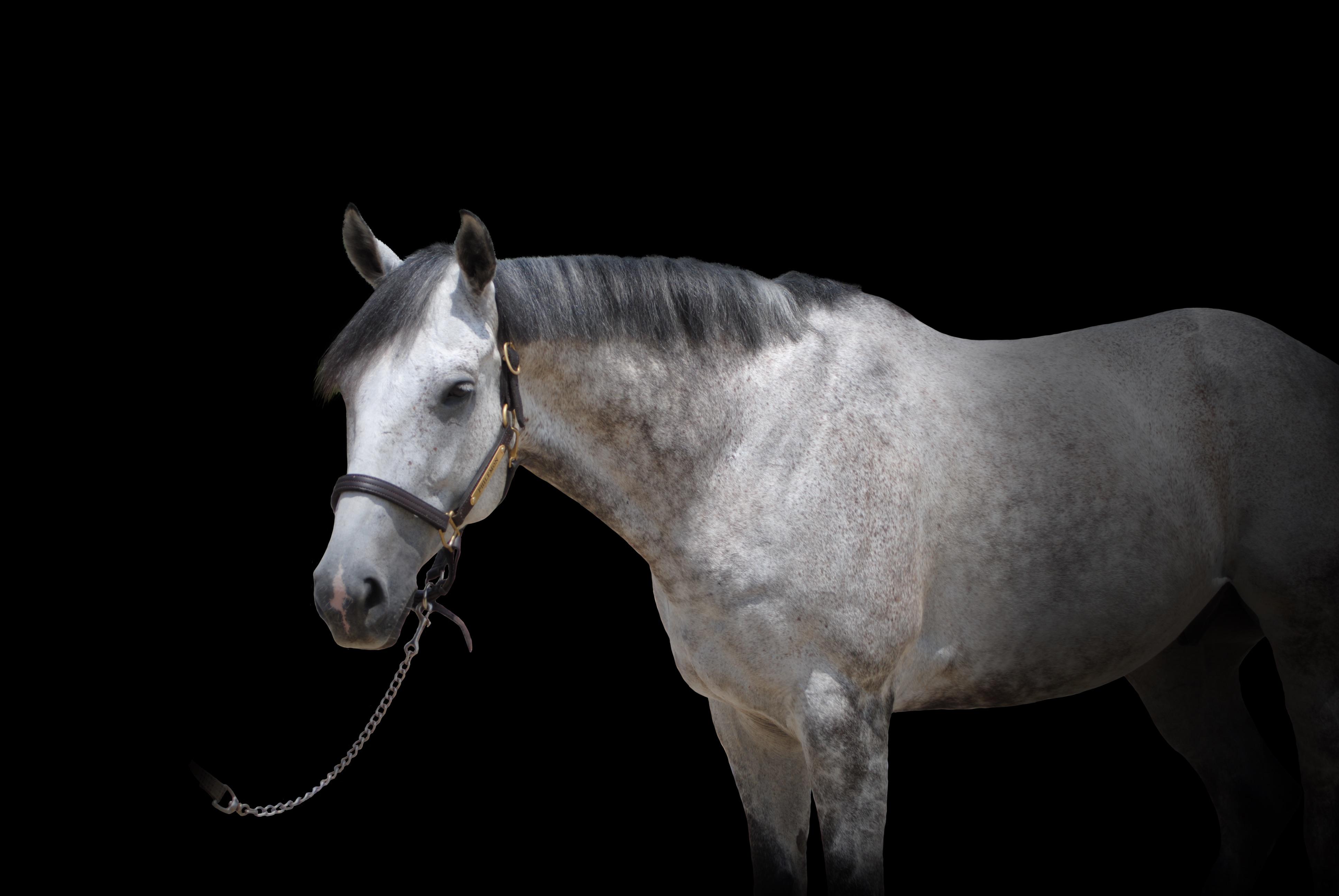 Pic for interest! Anyone have any advice on shipping a horse cross