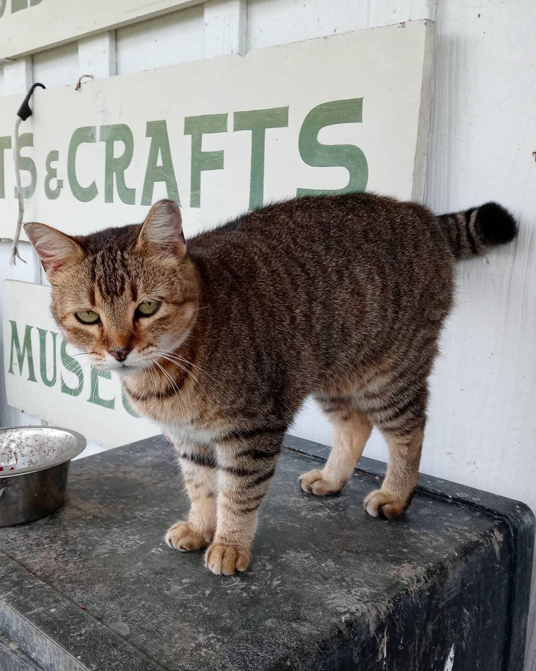 Beautiful store cat in Thibodaux... r/cats