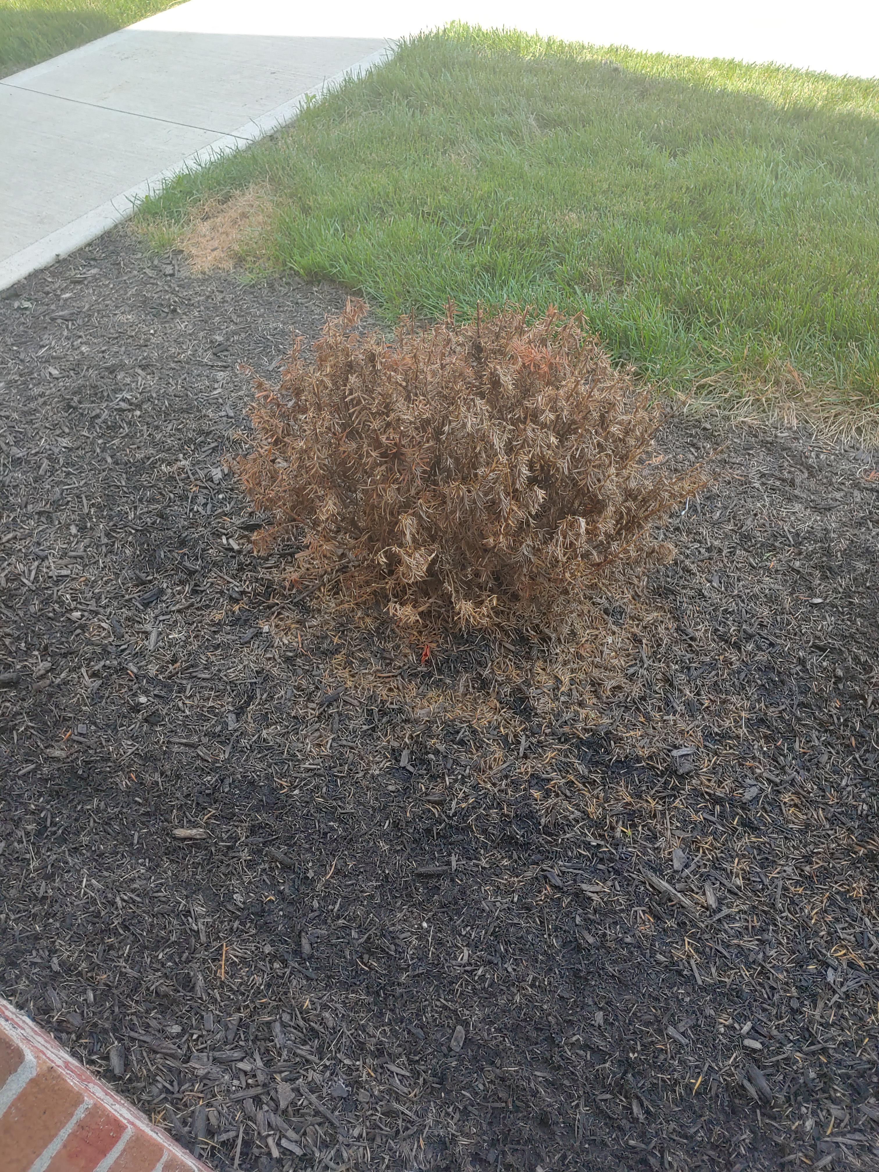 Landscapers came and trimmed our dead bush this morning r/NotMyJob