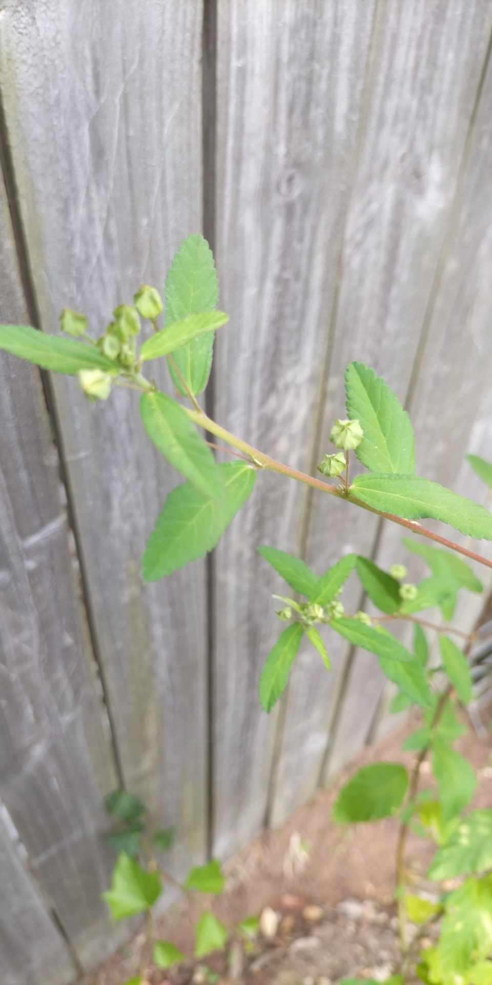 Weed looking plant. Shoulder height, growing on its own [West Brisbane