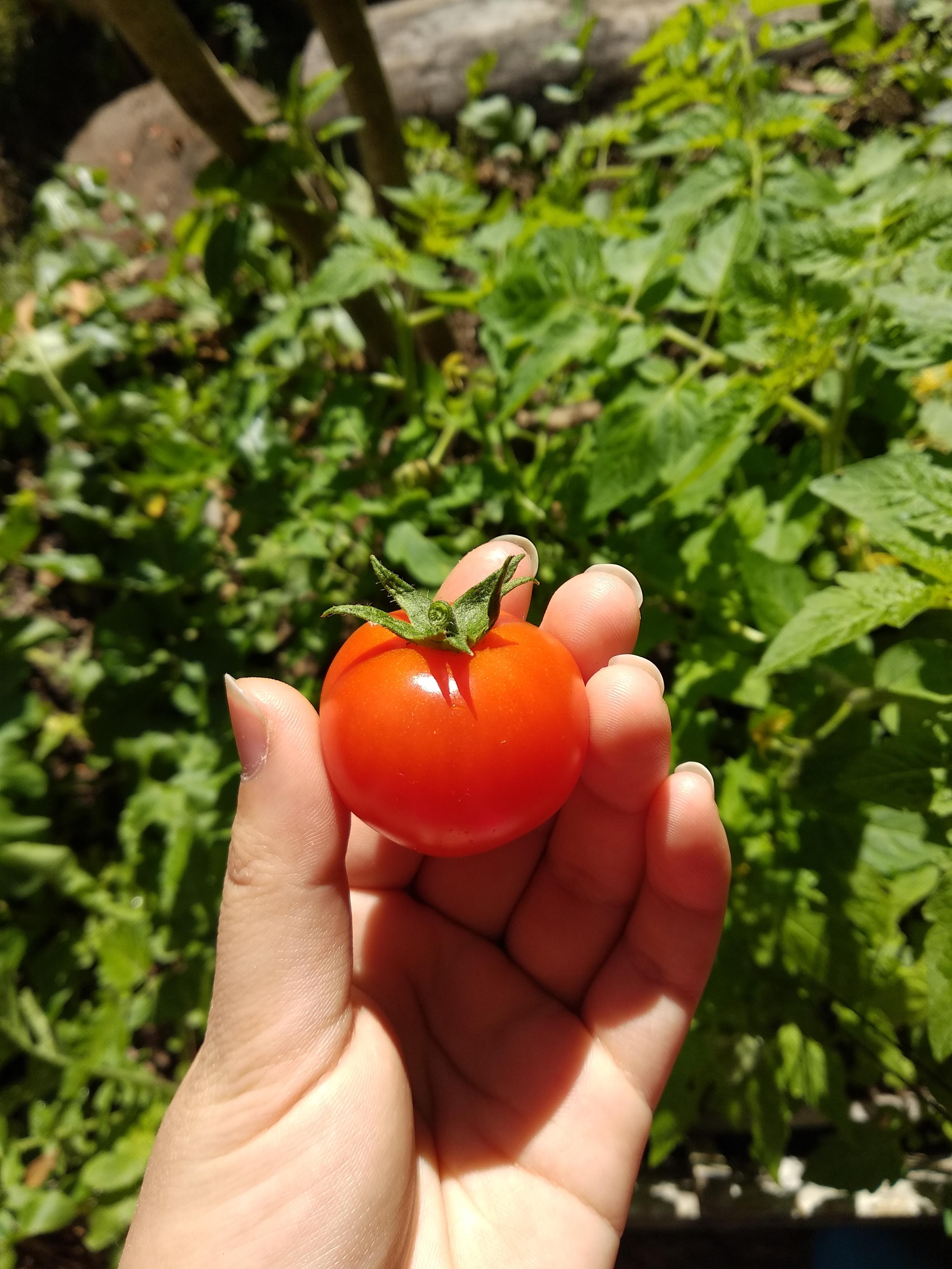 So goshdarn proud of this massive cherry tomato ))) r/gardening