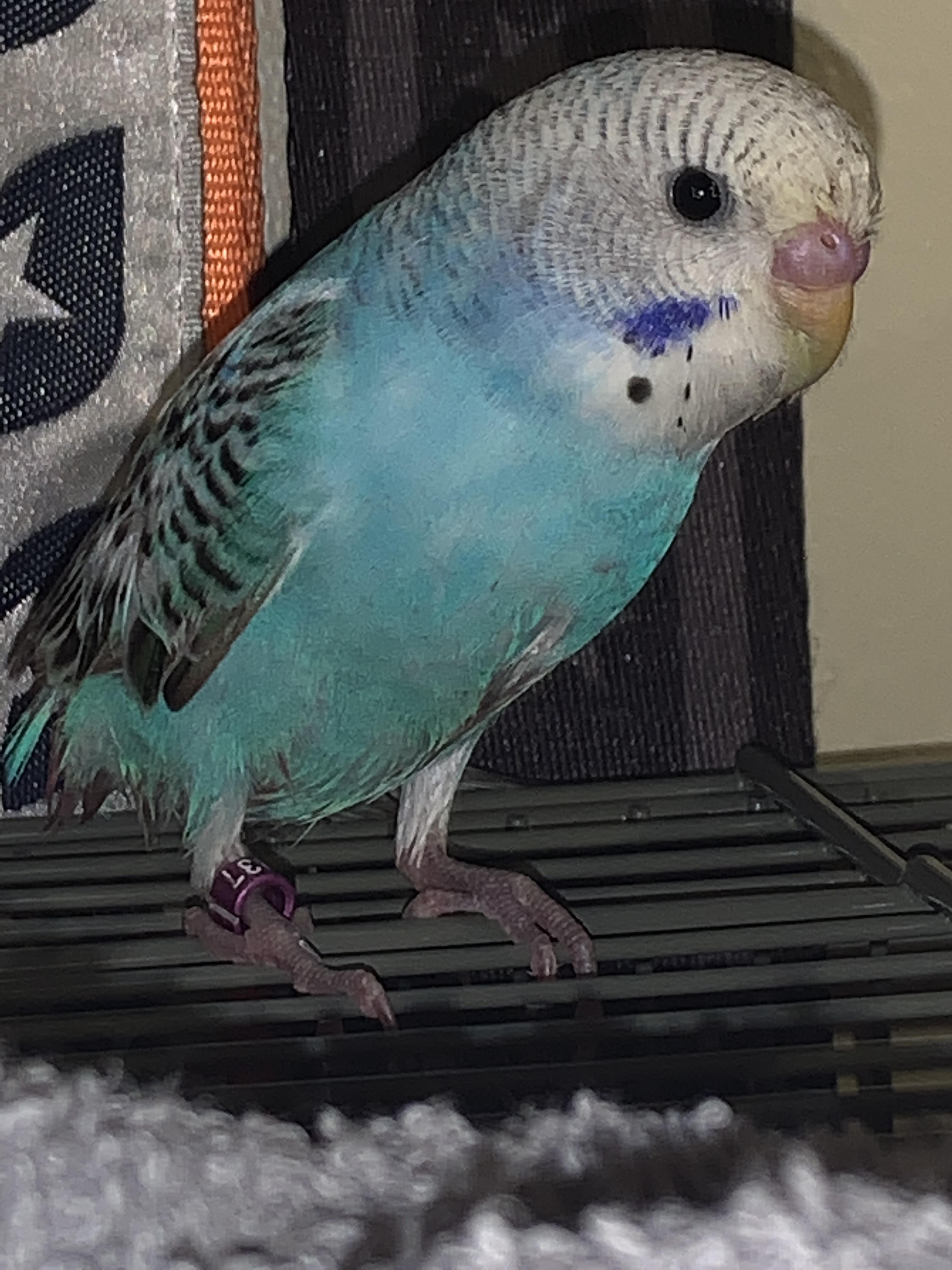 i got a budgie a week ago, and i recently gave her a spray bath, is it