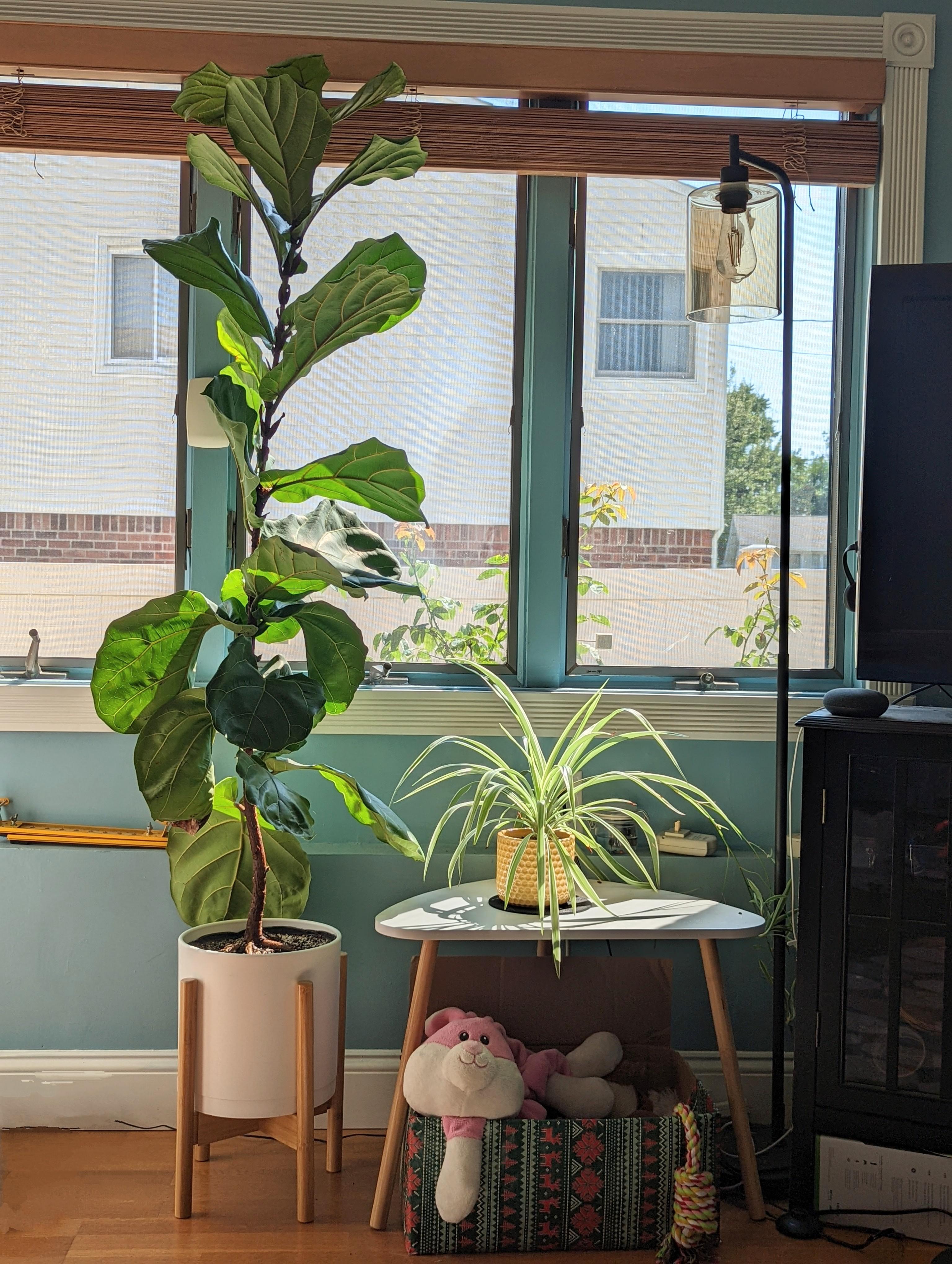 Room for a bright direct light loving plant What would fit in here