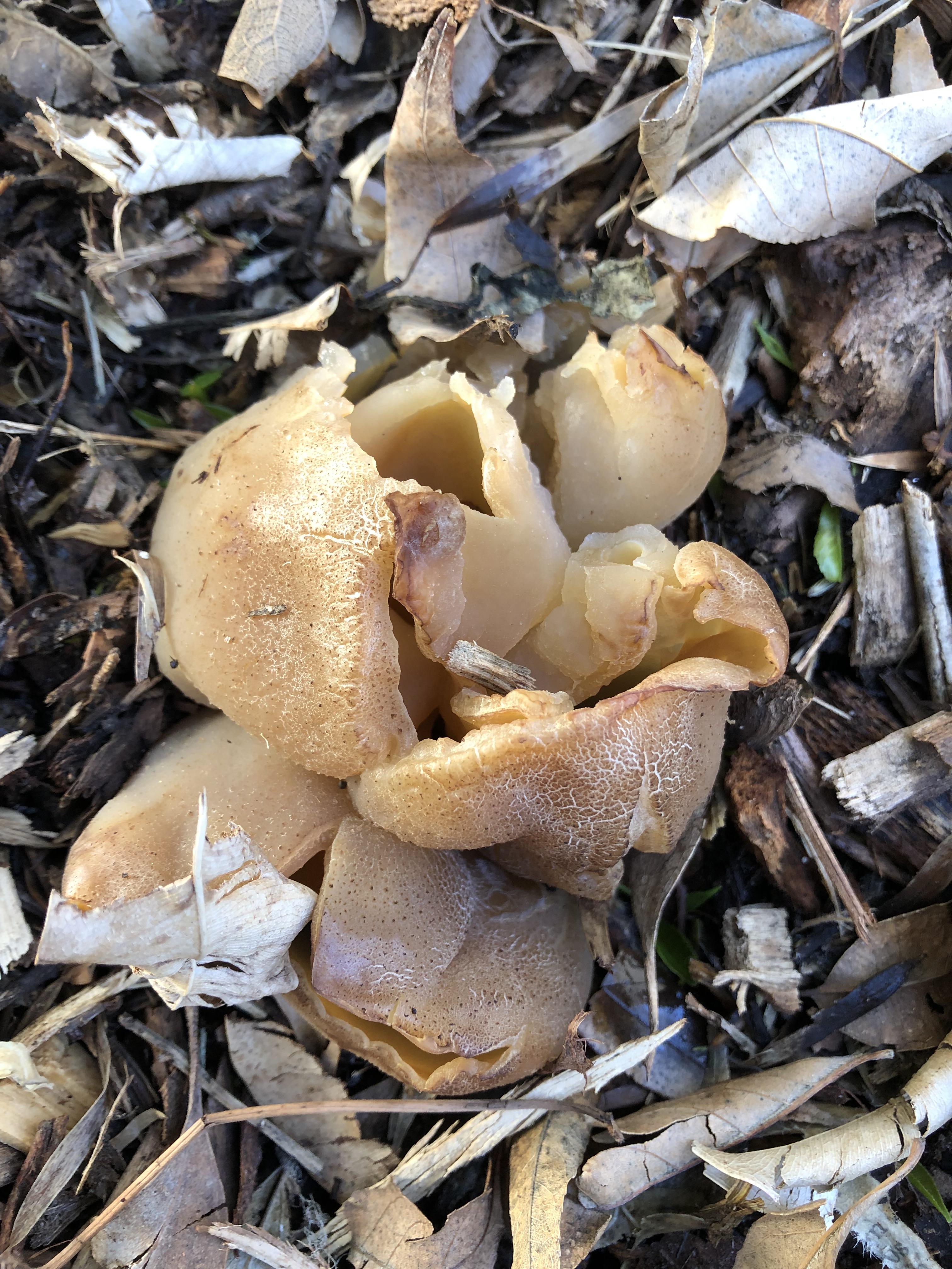 I brought in tons of wood chips a few months back. Now that is has