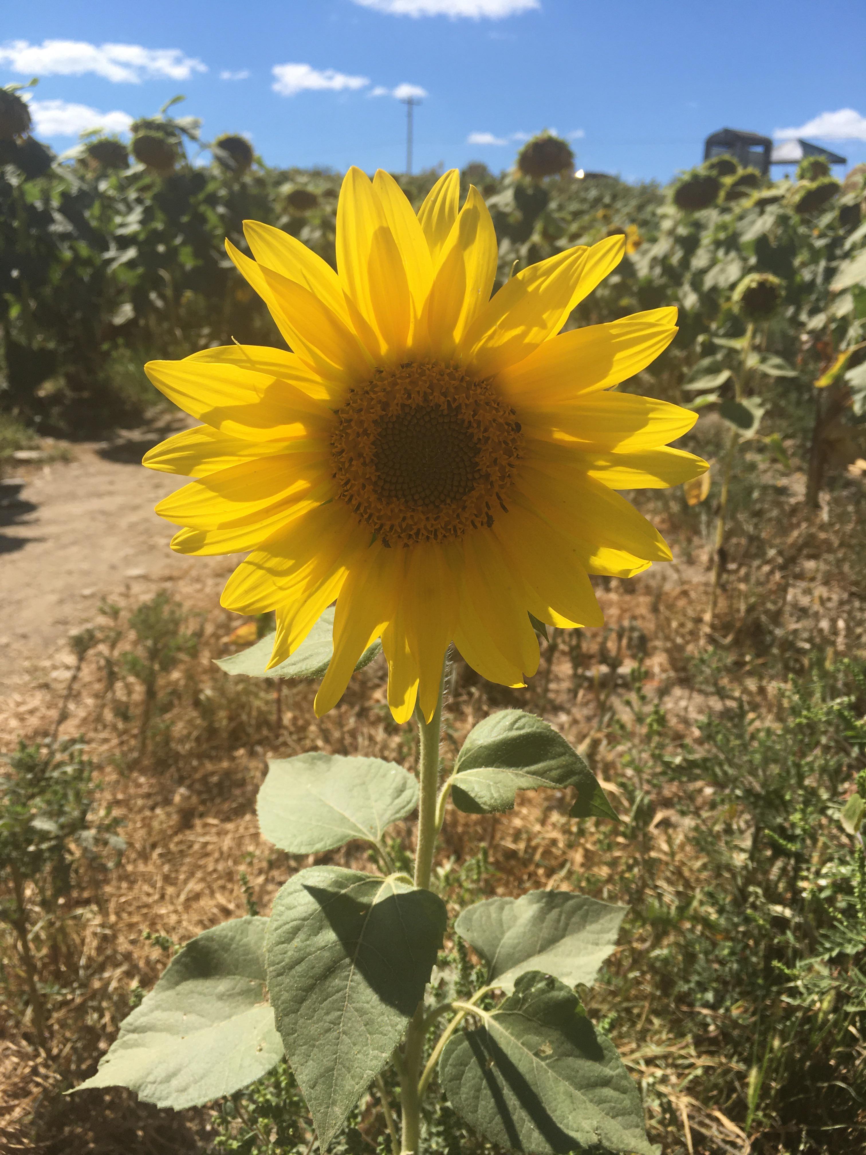A perfectly imperfect sunflower from a walk in the fields yesterday 🌻