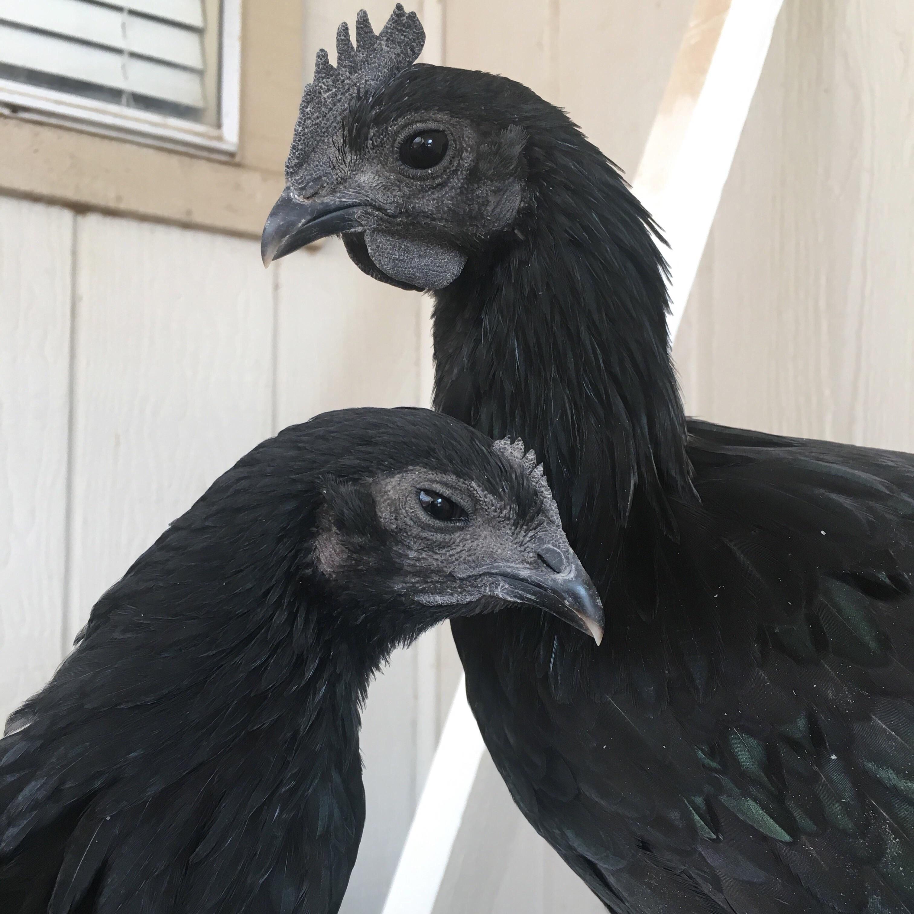 ðŸ”¥ Ayam Cemani are demonic (xpost from r/backyardchickens