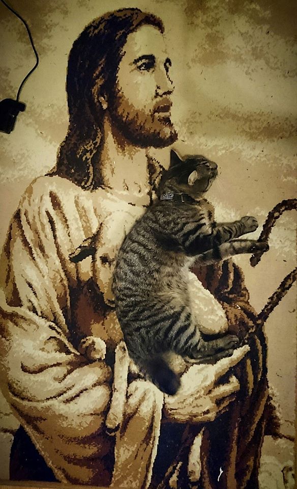Jesus Cat MagnoliaIrides