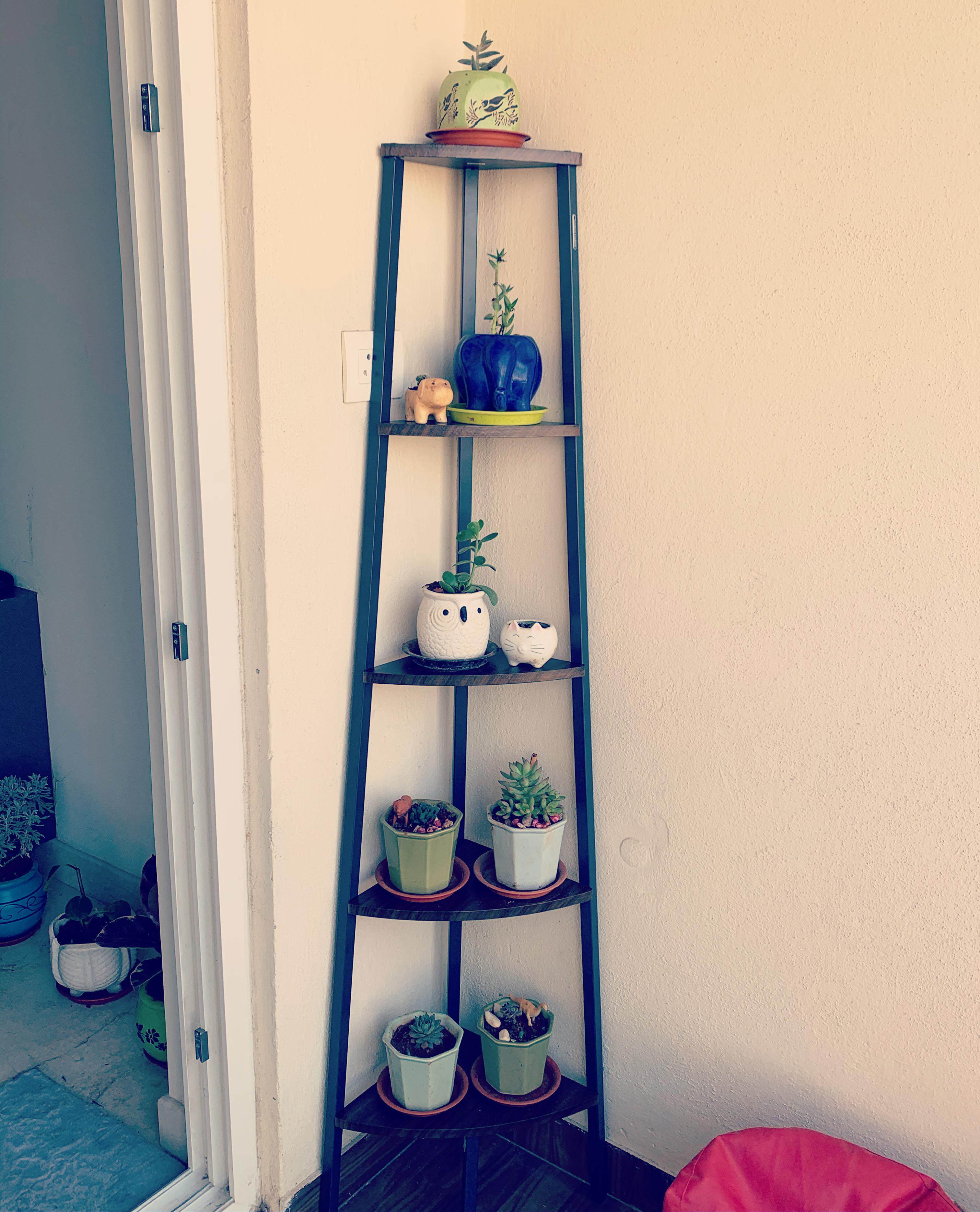 New plant shelf