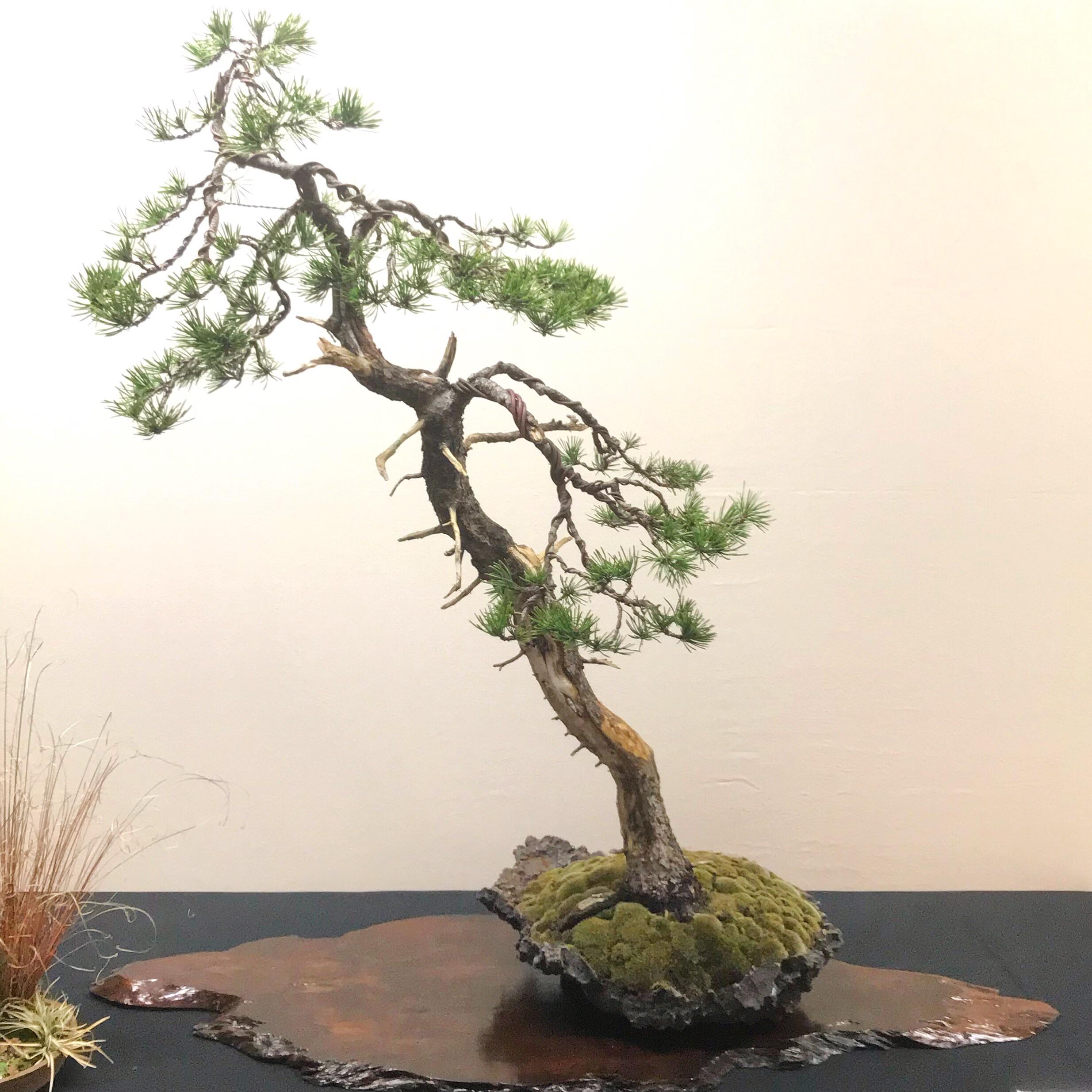 Lodgepole Pine at the Bonsai Society of Portland; tree by Lee Cheatle