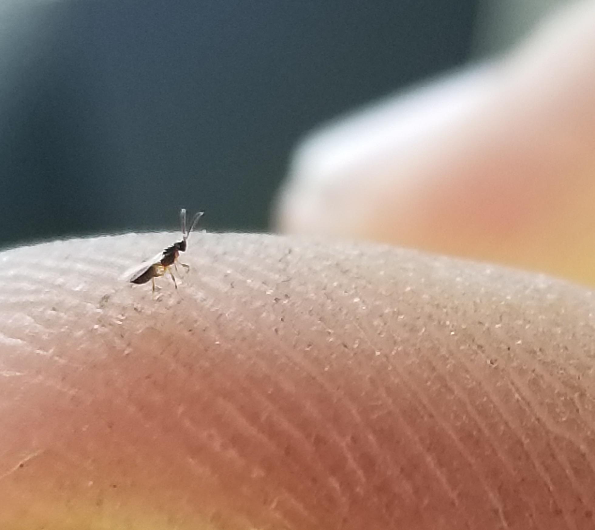 Super tiny bug was just chilling on my thumb. Was wondering what king