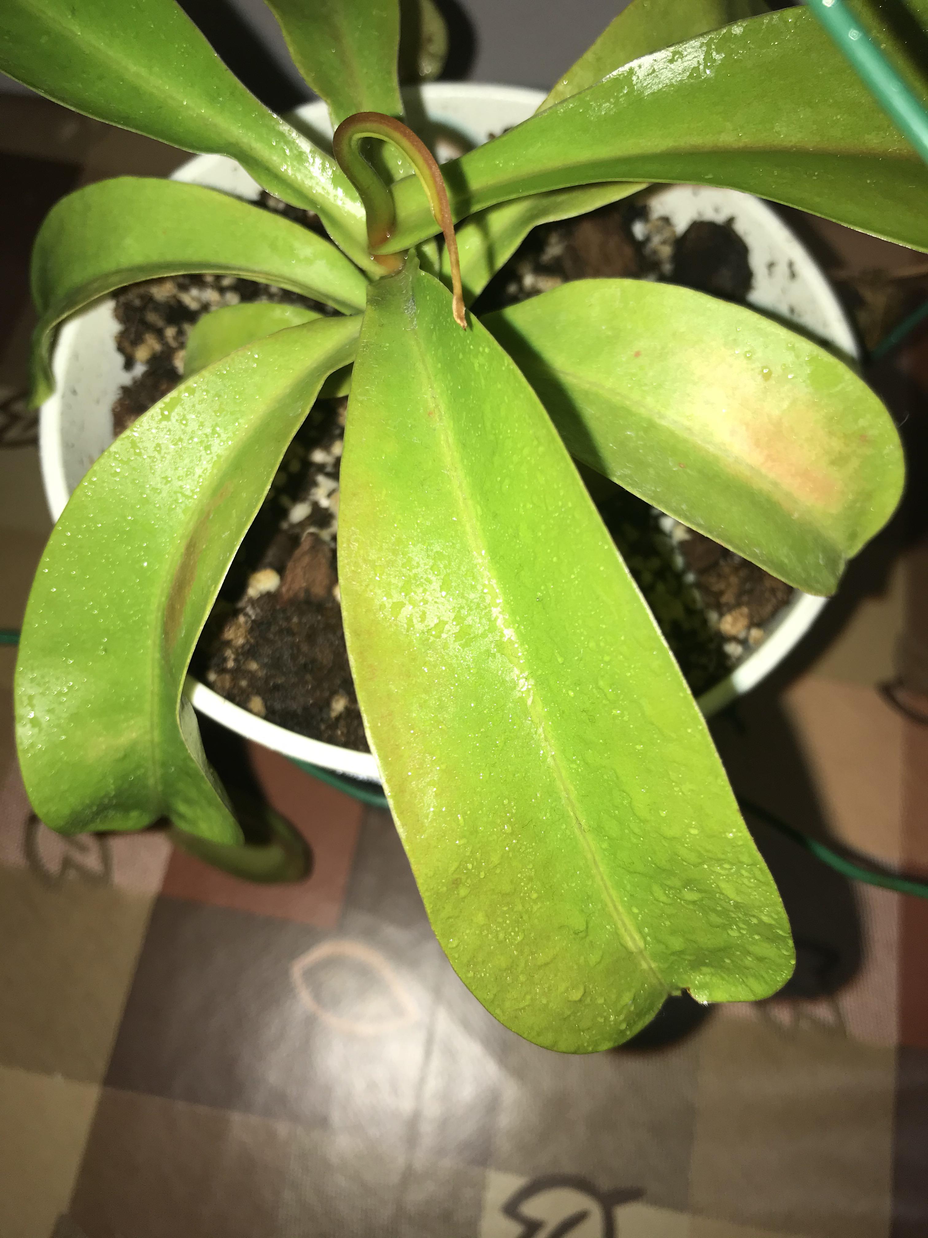 Why are these Nepenthes Ventrata (?) leaves going yellow? r/SavageGarden