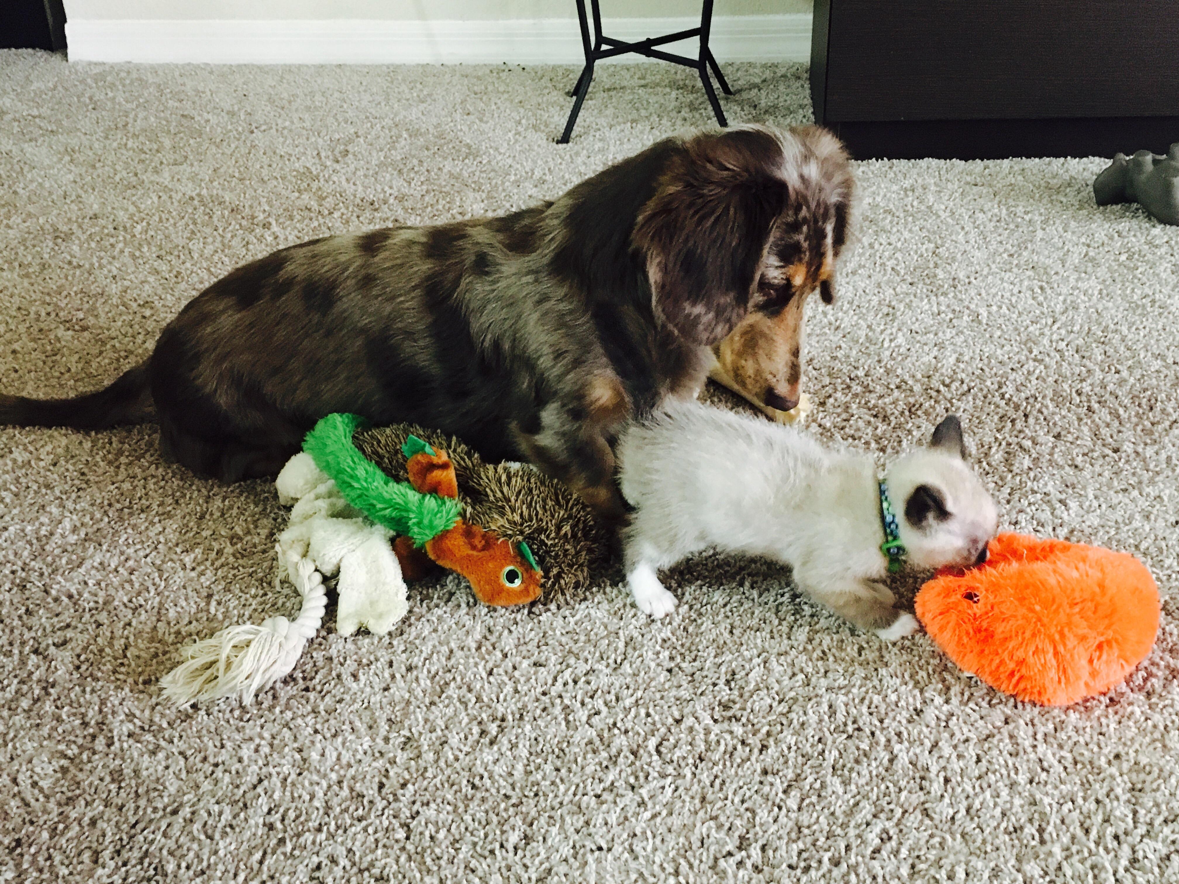 World’s best cat sitter r/Dachshund