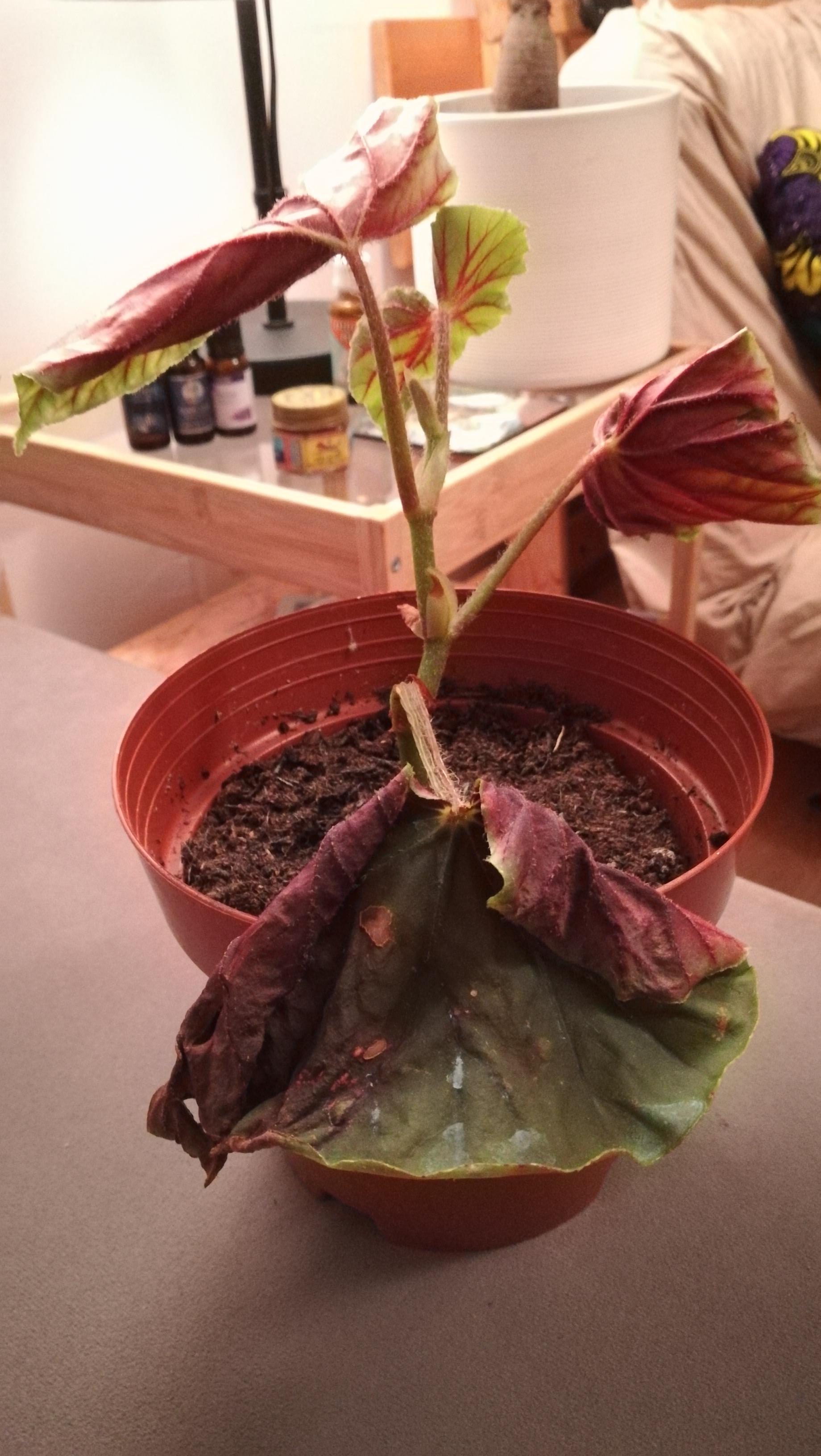 What's wrong w my elephant ear? All the leaves are wilting and dying