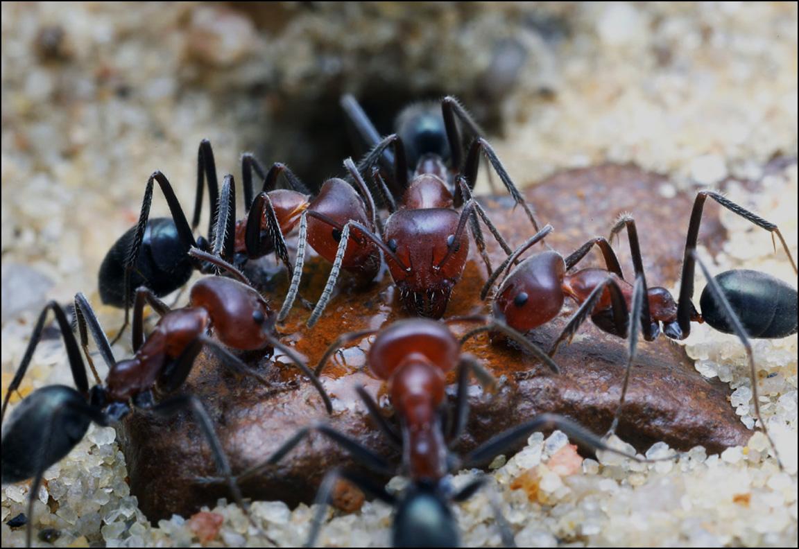 The Ant is Eating Something Sweet. r/ants
