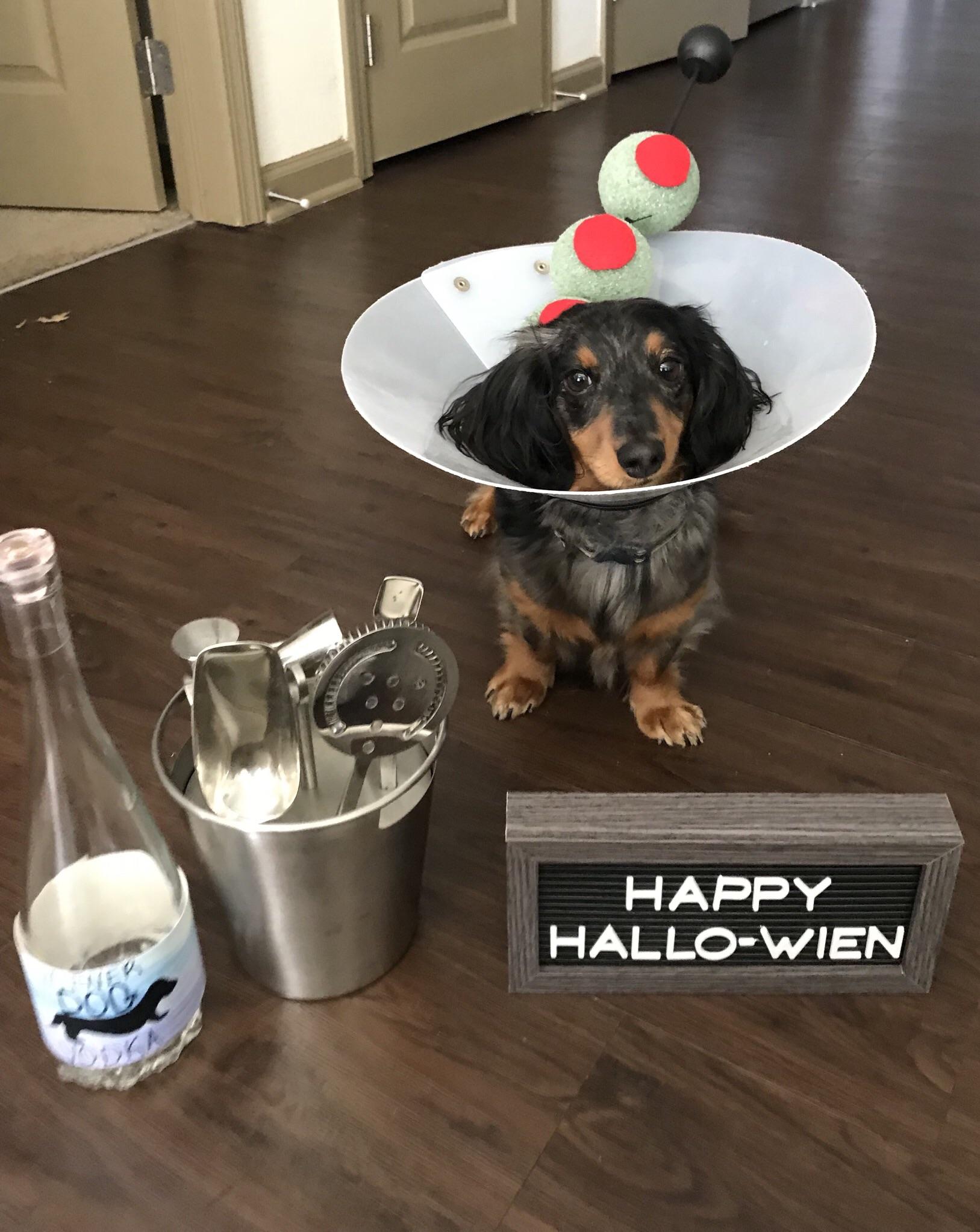 Cocktail wiener r/Dachshund