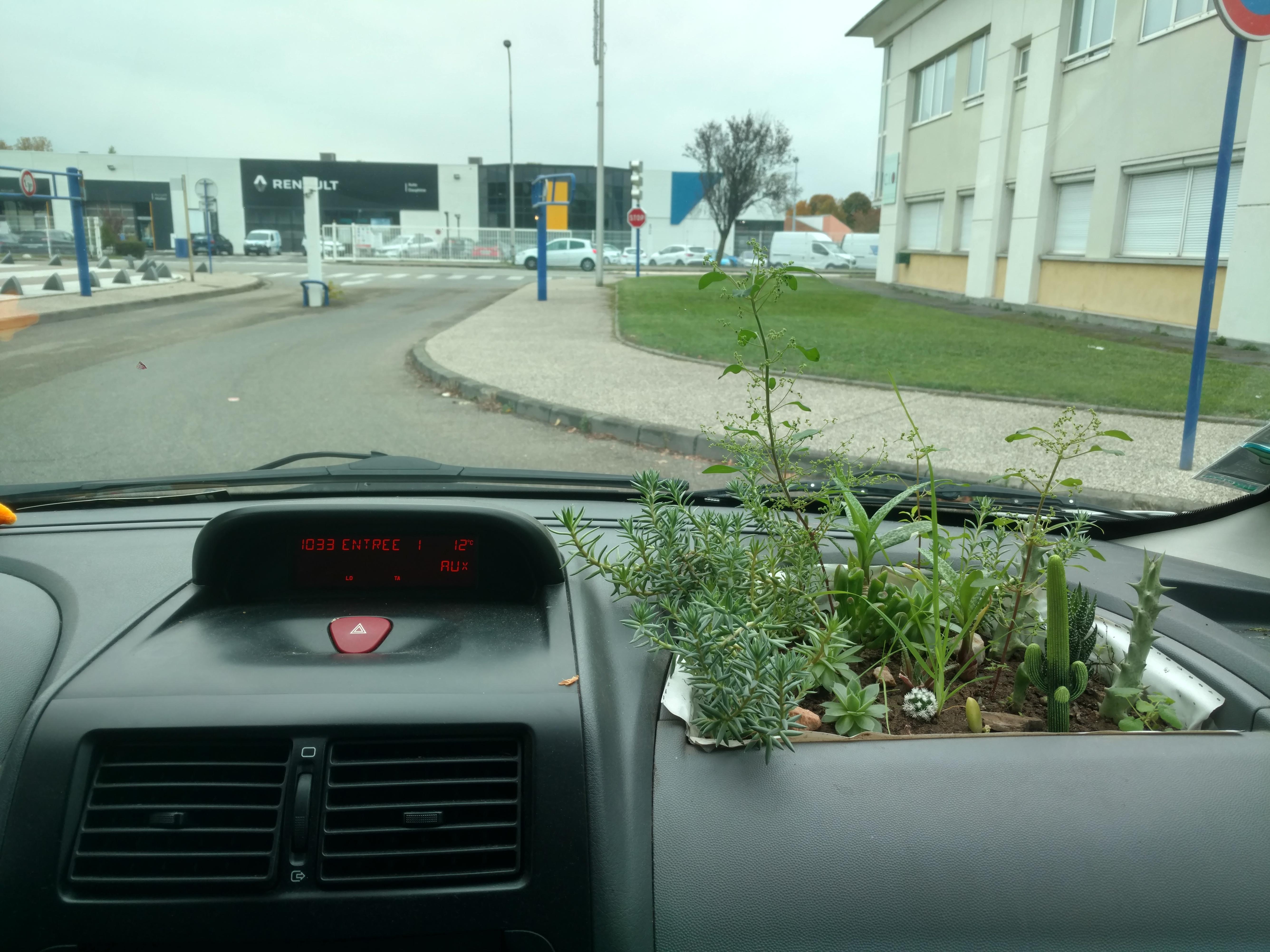 My friend has plants in his car r/mildlyinteresting