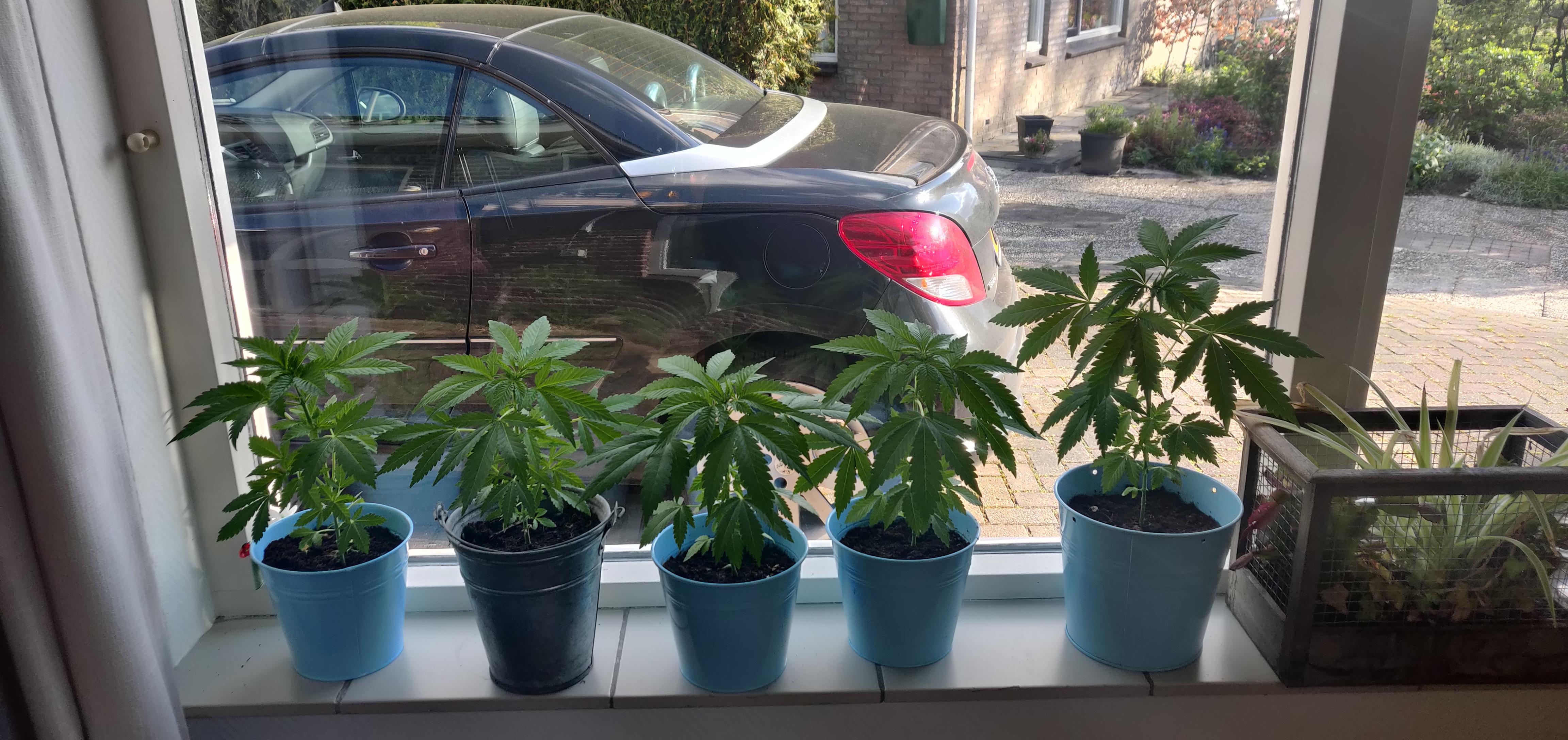 For some reason my living room smells like weed.