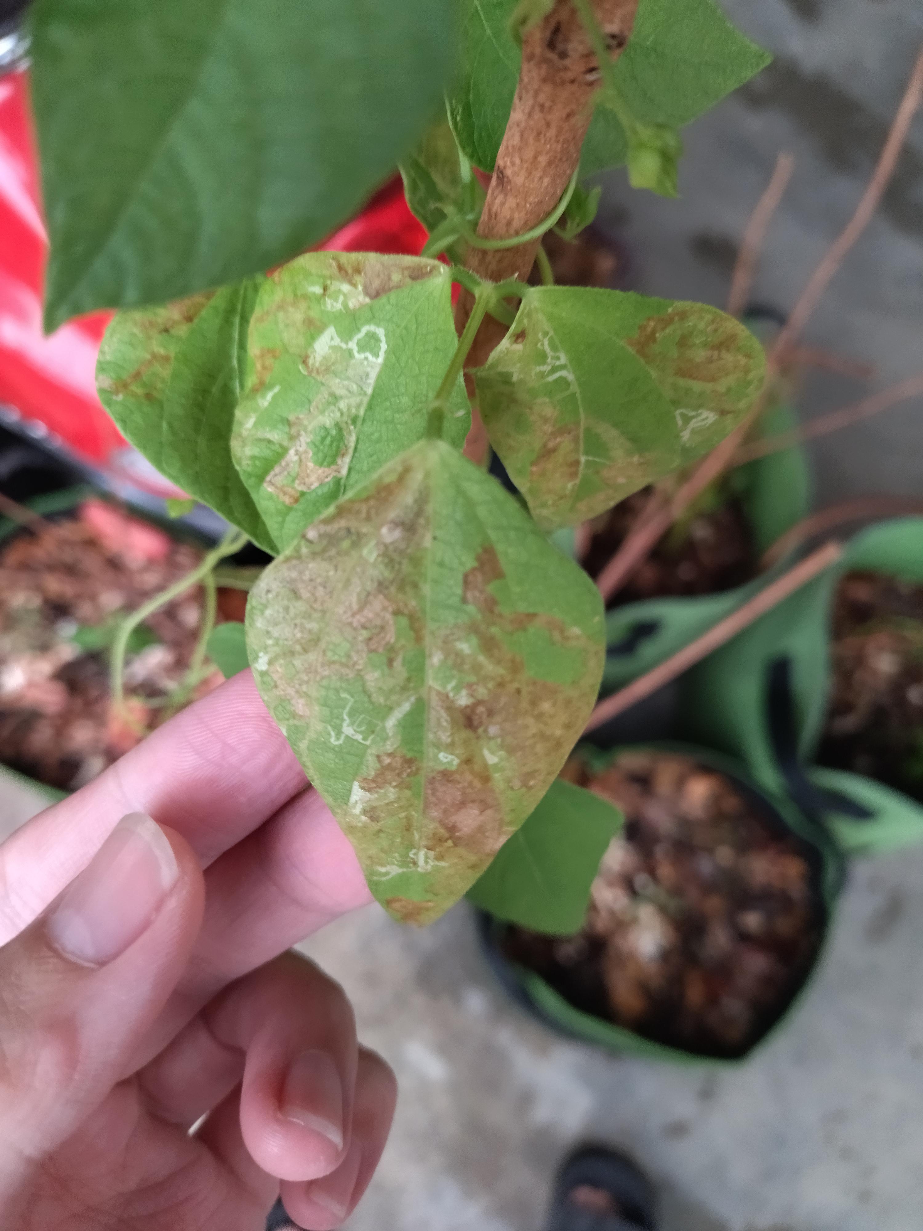 what's wrong with my French beans? r/Permaculture