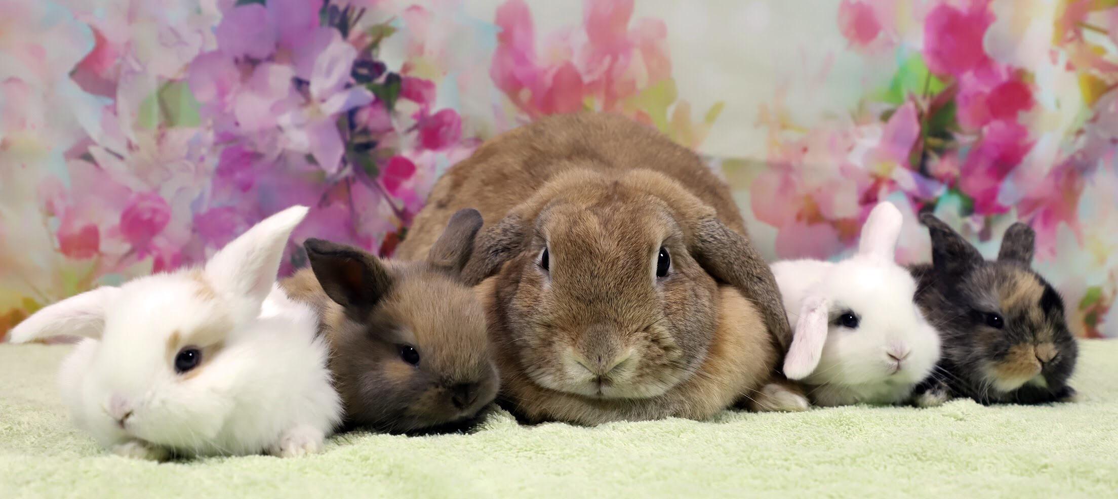 Photo taken today at the San Diego House Rabbit Society r/Rabbits